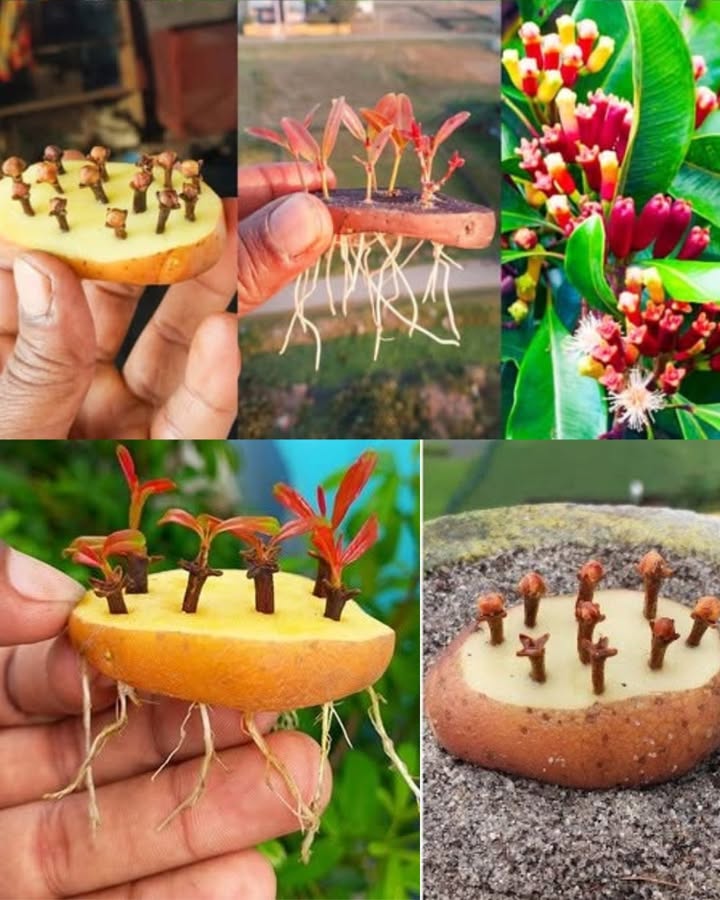 Wie man einen Gewürznelkenbaum zu Hause kultiviert und das ganze Jahr über seinen Duft genießt

Der Gewürznelkenbaum ist für seine aromatischen Nelkenknospen bekannt. Obwohl er aus tropischen Regionen stammt, kann er bei den richtigen Bedingungen auch wunderbar im Innenbereich wachsen. Sein immergrünes Laub, sein natürlicher Duft und seine duftende Blüte machen ihn zu einer dekorativen und gleichzeitig nützlichen Pflanze.

Den Gewürznelkenbaum verstehen
Der Gewürznelkenbaum Syzygium aromaticum ist ein immergrüner Baum, der in seiner natürlichen Umgebung sehr groß werden kann. Im Topf bleibt er kompakter, behält aber seine wichtigsten Eigenschaften:
 ganzjährig grünes Laub
 hoch aromatische Blütenknospen
 eine starke Vorliebe für Wärme, Feuchtigkeit und indirektes Licht
 ein kontinuierlicher, würziger Duft, der von Blättern und jungen Trieben ausgeht

Benötigtes Material
Um erfolgreich zu starten, benötigst du:
 frische Samen oder einen jungen, gesunden Gewürznelkenbaum
 einen 2530 cm Topf mit guter Drainage
 nährstoffreiche, leicht saure Erde
 einen warmen, feuchten Standort oder ein Feuchtigkeits-Tablett
 einen Sprühzerstäuber
 optional eine Pflanzenlampe für kühlere Regionen

Schritte zum Kultivieren des Gewürznelkenbaums

1 Frische Samen oder einen kräftigen jungen Baum auswählen
Trockene Samen keimen nicht. Achte bei Jungpflanzen auf sattgrüne, gesunde Blätter.

2 Geeignete Erde vorbereiten
Der Gewürznelkenbaum bevorzugt fruchtbare, leicht saure Böden. Mische Blumenerde, Kompost und etwas Kokosfaser, damit die Feuchtigkeit besser gehalten wird.

3 Samen oder Pflanze einsetzen
Samen leicht auf die Oberfläche legen und mit einer dünnen Schicht Erde bedecken. Eine Jungpflanze sollte auf derselben Tiefe wie im ursprünglichen Topf stehen.

4 Ein tropisches Klima nachbilden
Ideal sind 2230 C und eine hohe Luftfeuchtigkeit. Stelle die Pflanze an ein helles Fenster ohne direkte Sonne und besprühe sie regelmäßig.

5 Richtig gießen
Die Erde sollte stets leicht feucht bleiben, aber niemals nass. Zu viel Wasser führt schnell zu Wurzelfäule.

6 Regelmäßig düngen
Eine leichte, organische Düngung einmal im Monat reicht aus, um ein gleichmäßiges Wachstum zu fördern.

Wann erscheinen die Nelken?
Der Gewürznelkenbaum wächst langsam. Durchschnittlich benötigt er:
 23 Jahre, um seine volle Kraft zu entwickeln
 35 Jahre, bis die ersten Blütenknospen erscheinen

Auch ohne Nelkenproduktion verströmt die Pflanze schon früh einen warmen, würzigen Duft.

Den Duft genießen
Um das Aroma zu intensivieren:
 ein Blatt sanft zwischen den Fingern reiben
 die Pflanze an einen warmen, hellen Ort stellen
 abgefallene Blätter sammeln und als natürlichen Raumduft verwenden

Häufige Probleme und Lösungen
 Gelbe Blätter: zu viel Wasser
 Langsames Wachstum: zu kalt oder zu wenig Nährstoffe
 Hängende Blätter: zu geringe Luftfeuchtigkeit