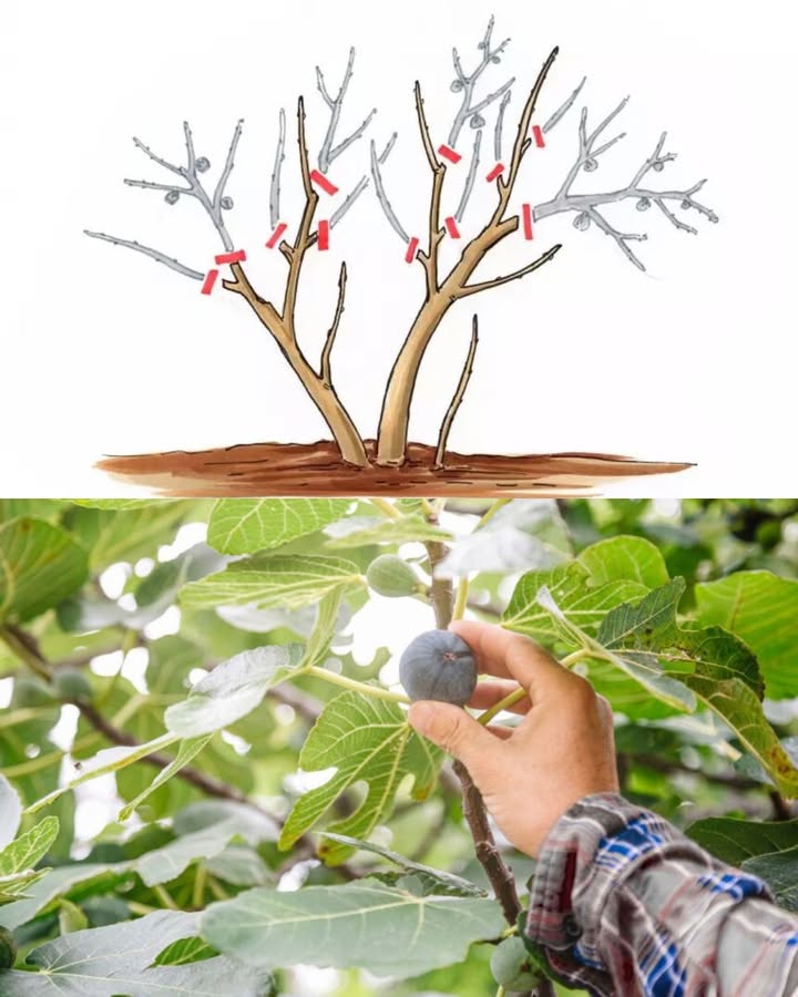 Wie und wann man einen Feigenbaum beschneidet, um eine maximale Ernte zu erzielen 
Bester Zeitpunkt: Im Winter November bis Februar schneiden, während der Baum ruht, um Saftverlust und geringeren Ertrag zu vermeiden.
Werkzeuge: Scharfe, desinfizierte Gartenscheren verwenden, um Infektionen zu vermeiden.
Strukturaufbau: Junge Bäume so schneiden, dass eine offene Struktur entsteht und Luft- sowie Lichtzirkulation gefördert werden.
Abgestorbene Äste entfernen: Tote und beschädigte Äste abschneiden, um Energie auf gesunde Äste zu konzentrieren.
Fruchtertrag steigern: Fruchttragende Äste um ein Drittel kürzen, um die Ernte zu maximieren.
Früchte ausdünnen: Kleinere oder beschädigte Feigen entfernen, um die Entwicklung gesunder Früchte zu fördern.
Größenregulierung: Bei Übergröße selektiv lange Äste kürzen.
Pflege nach dem Schnitt: Den Baum und den Boden sauber halten, regelmäßig gießen und düngen.
Diese Schritte unterstützen die Gesundheit und Fruchtproduktion des Feigenbaums optimal.