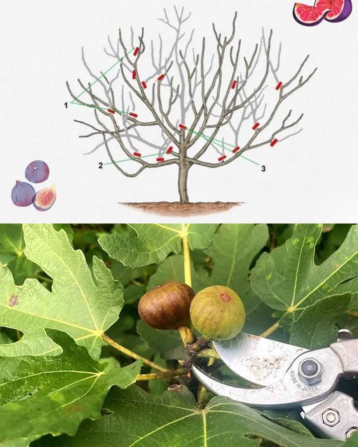 Wie und wann man einen Feigenbaum beschneidet, um eine maximale Ernte zu erzielen 
Bester Zeitpunkt: Im Winter November bis Februar schneiden, während der Baum ruht, um Saftverlust und geringeren Ertrag zu vermeiden.
Werkzeuge: Scharfe, desinfizierte Gartenscheren verwenden, um Infektionen zu vermeiden.
Strukturaufbau: Junge Bäume so schneiden, dass eine offene Struktur entsteht und Luft- sowie Lichtzirkulation gefördert werden.
Abgestorbene Äste entfernen: Tote und beschädigte Äste abschneiden, um Energie auf gesunde Äste zu konzentrieren.
Fruchtertrag steigern: Fruchttragende Äste um ein Drittel kürzen, um die Ernte zu maximieren.
Früchte ausdünnen: Kleinere oder beschädigte Feigen entfernen, um die Entwicklung gesunder Früchte zu fördern.
Größenregulierung: Bei Übergröße selektiv lange Äste kürzen.
Pflege nach dem Schnitt: Den Baum und den Boden sauber halten, regelmäßig gießen und düngen.
Diese Schritte unterstützen die Gesundheit und Fruchtproduktion des Feigenbaums optimal.