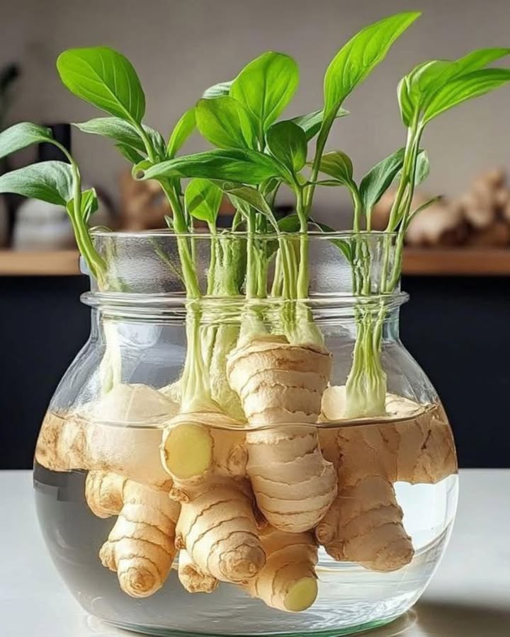 Ingwer im Glas: So gehts 
1 Frische Knolle mit sichtbaren Augen wählen
2 In Stücke schneiden, Schnittstellen antrocknen lassen
3 Glas mit wenig Wasser füllen, Stücke einsetzen Augen nach oben
4 Auf sonnige Fensterbank stellen
5 Wasser alle paar Tage wechseln
6 Nach 12 Wochen: erste Triebe und Wurzeln sichtbar
7 Optional in Erde umsetzen für schnelleres Wachstum
8 Erde leicht feucht halten, Sonne geben, nach Monaten ernten
 Ergebnis: Frischer Ingwer aus eigener Mini-Farm  einfach, dekorativ und praktisch