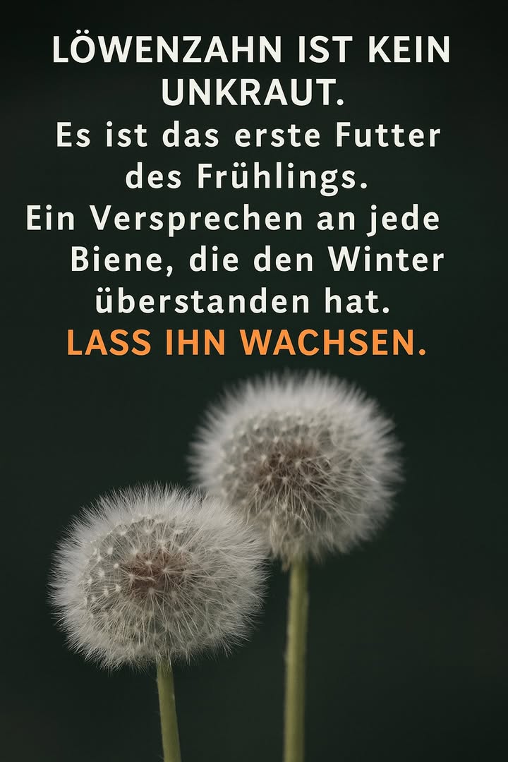 Löwenzahn schützen und natürlich fördern 

Der Löwenzahn ist ein wichtiger Bestandteil eines gesunden Gartens. Er dient frühen Bestäubern als erste Energiequelle nach dem Winter und unterstützt damit die Stabilität des gesamten Ökosystems. Ein bewusster Umgang mit dieser Pflanze stärkt die Artenvielfalt und verbessert die natürliche Balance im Garten.

1 Löwenzahn stehen lassen
Er bietet Bienen und anderen Insekten sofort verfügbaren Nektar. Jede Pflanze trägt zur Erholung der Bestäuberpopulation bei.

2 Natürliche Entwicklung zulassen
Die Pflanze verbessert die Bodenstruktur und fördert Mikroorganismen. Ein vielfältiger Boden schafft langfristig widerstandsfähige Pflanzen.

3 Nicht unnötig mähen
Ein reduzierter Mähzyklus sorgt dafür, dass Blüten überhaupt entstehen können. Das steigert die Lebensqualität von Wildbienen und fördert weitere nützliche Insekten.

4 Ressourcen des Gartens respektieren
Der Löwenzahn unterstützt das ökologische Gleichgewicht und macht den Garten robuster gegenüber Krankheiten und Stressfaktoren.

 Fazit:
Der Löwenzahn ist ein wertvoller Beitrag zur Natur. Wer ihn wachsen lässt, stärkt aktiv die Umwelt und fördert ein lebendiges, gesundes Ökosystem.