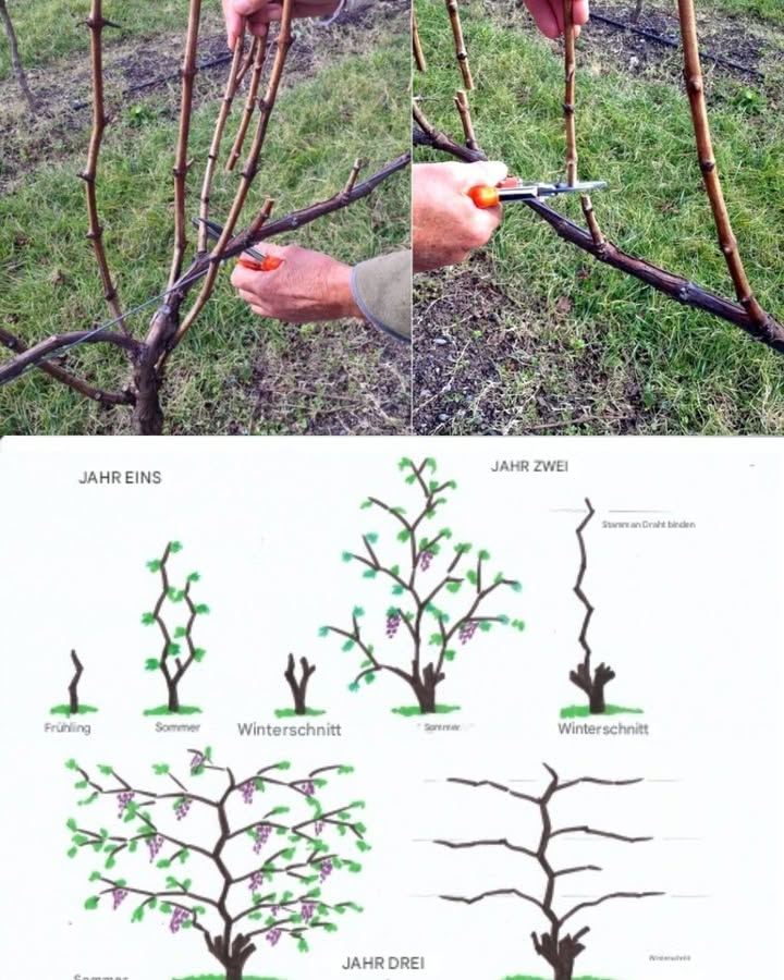 Reben richtig schneiden: So bekommst du viele, gesunde Trauben

Das Schneiden der Weinreben ist einer der wichtigsten Schritte für eine reiche Ernte und gesunde Pflanzen. Ohne regelmäßigen Schnitt bildet die Rebe viele lange, dünne Triebe, aber wenig und kleine Trauben. Mit der richtigen Schnitttechnik leitest du die Kraft der Pflanze in die Fruchtbildung statt ins übermäßige Wachstum.

 Warum das Schneiden so wichtig ist

Steuert das Wachstum und die Form der Rebe

Verbessert die Licht- und Luftzirkulation zwischen den Blättern

Reduziert das Risiko von Pilzkrankheiten

Fördert größere, süßere Trauben

Verhindert, dass die Pflanze verholzt und unfruchtbar wird

 Grundregel: Weniger Triebe = mehr Kraft für die Trauben

Weinreben tragen die meisten Früchte an jungen, einjährigen Trieben. Diese wachsen aus Augen Knospenknoten des Holzes.

 Ziel des Schnittes:
Nur wenige, kräftige Triebe stehen lassen  den Rest entfernen.

 Wann sollte man schneiden?
Jahreszeit Schnittart Zweck
Winter Ruhephase Hauptschnitt Form geben & Fruchttriebe festlegen
Sommer Wachstumszeit Pflegeschnitt Seitentriebe kürzen, Luft & Licht schaffen
 Winterschnitt  so gehts

Wähle einen Hauptstamm der bleibt langfristig stabil.

Lasse 24 kräftige Seitentriebe stehen diese bilden später die Trauben.

Schneide jeden dieser Triebe auf 68 Augen zurück.

Entferne alle anderen Triebe komplett.

Merke:
Der Schnitt sieht IMMER drastisch aus  das ist normal!

 Sommerschnitt  Luft & Licht schaffen

Während der Rebe Wachstumssaison:

Seitentriebe über den Trauben auf 12 Blattpaare kürzen

Überlange, dünne Triebe entfernen

Blätter um die Trauben leicht ausdünnen  bessere Belüftung, weniger Fäulnis

 Die Form auf dem Bild: Kordon-Erziehung sehr beliebt

Diese Methode sorgt für:

Stabile Form

Gleichmäßige Fruchtverteilung

Einfaches Ernten

So formen:

Ein Hauptstamm wächst nach oben

Links und rechts je ein waagerechter Arm

Jedes Jahr wachsen neue Fruchttriebe senkrecht daraus

Vorteil:
Die Pflanze trägt viele Trauben in angenehmer Höhe.

 Pflege-Tipps für kräftige Trauben

Viel Sonne: Wein liebt warme, helle Standorte

Mäßig gießen: Zu viel Wasser  sauer, geschmacklos

Mulchen: Hält Boden locker & feucht

Boden kalken, wenn sehr sauer  Trauben mögen neutralen Boden

 Fazit

Das richtige Schneiden entscheidet darüber, ob die Rebe voll hängt oder leer bleibt.
Durch:

klare Form

wenige, kräftige Fruchttriebe

regelmäßigen Sommer-Feinschnitt

wird die Kraft der Pflanze auf große, saftige und süße Trauben gelenkt.