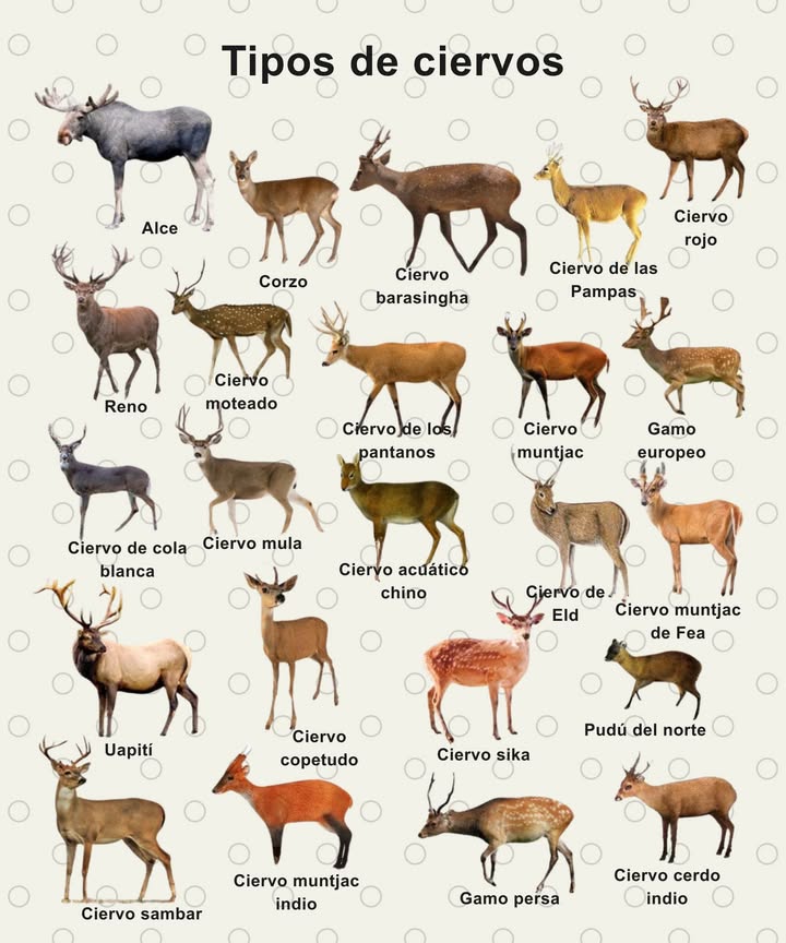 Desde los gigantes como el alce hasta el diminuto pudú, cada uno cumple un papel silencioso en el equilibrio de los ecosistemas.

 Alce  El más grande de todos los ciervos; habita en los bosques del norte.
 Ciervo rojo  El emblemático habitante de los bosques europeos.
 Venado de cola blanca  La especie más extendida de América del Norte.
 Sambar  Resistente ciervo originario del sur de Asia.
 Chital ciervo moteado  Elegante habitante de las selvas indias.
 Corzo  Pequeño y adaptable, común en toda Europa.
 Reno  Viajero ártico conocido por su gran resistencia.
 Ciervo sika  Nativo del este de Asia, con su característico pelaje moteado.
 Ciervo de los pantanos  Habitante de los humedales sudamericanos.
 Muntíaco  Pequeño y tímido ramoneador de Asia.