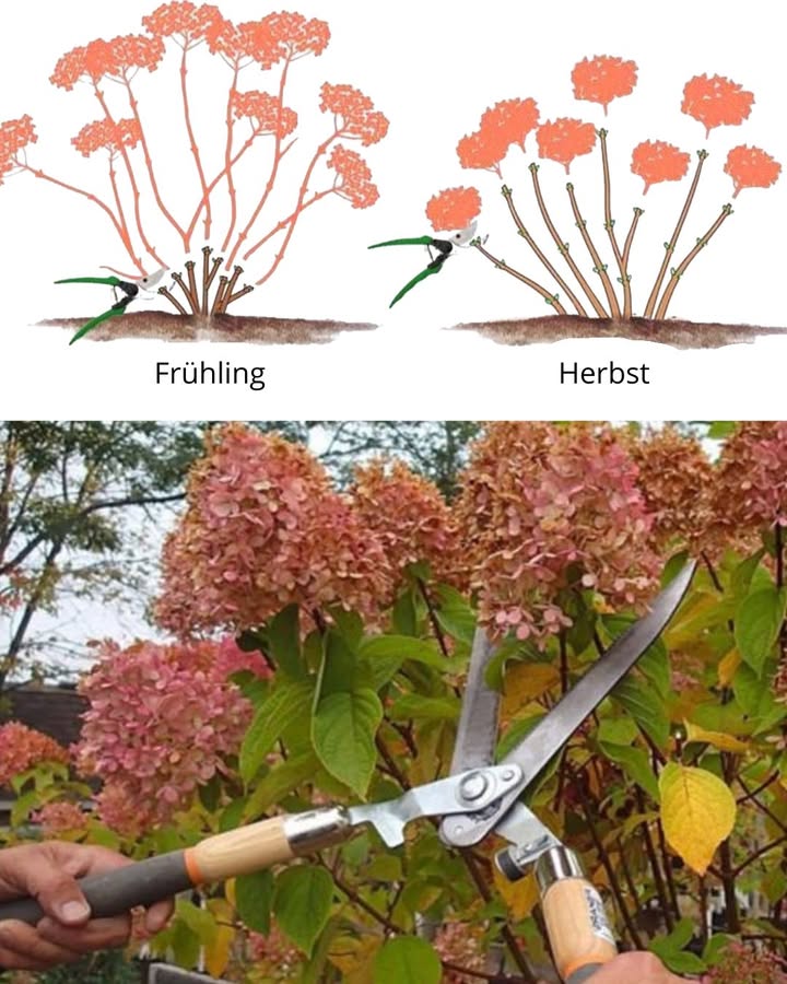Hortensien im Herbst richtig schneiden 

1 Altblühende Hortensien nie im Herbst zurückschneiden, da sie ihre Knospen bereits im Vorjahr anlegen. Ein Rückschnitt würde die Blüte im nächsten Jahr stark reduzieren.

2 Nur verblühte Blütenstände vorsichtig entfernen, dabei stets oberhalb des ersten kräftigen Knospenpaars schneiden. So bleibt die Pflanze geschützt und vital.

3 Neublühende Hortensien können im Herbst stärker zurückgeschnitten werden. Dabei alte Triebe bodennah entfernen und junge kräftige Triebe stehen lassen.

4 Ein moderater Rückschnitt sorgt für bessere Luftzirkulation und reduziert das Risiko von Pilzbefall, besonders in feuchten Herbstmonaten.

5 Schnittwerkzeug muss sauber und scharf sein, um Verletzungen an den Trieben zu vermeiden und Infektionen vorzubeugen.

6 Abgefallenes Schnittgut immer aus dem Beet entfernen, da es Krankheiten übertragen kann.

7 Ein leichter Winterschutz aus Laub oder Tannenreisig rund um die Basis unterstützt die Hortensie nach dem Rückschnitt und schützt junge Knospen vor Frost.