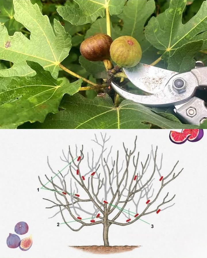 Wie und wann man einen Feigenbaum beschneidet, um eine maximale Ernte zu erzielen 
Bester Zeitpunkt: Im Winter November bis Februar schneiden, während der Baum ruht, um Saftverlust und geringeren Ertrag zu vermeiden.
Werkzeuge: Scharfe, desinfizierte Gartenscheren verwenden, um Infektionen zu vermeiden.
Strukturaufbau: Junge Bäume so schneiden, dass eine offene Struktur entsteht und Luft- sowie Lichtzirkulation gefördert werden.
Abgestorbene Äste entfernen: Tote und beschädigte Äste abschneiden, um Energie auf gesunde Äste zu konzentrieren.
Fruchtertrag steigern: Fruchttragende Äste um ein Drittel kürzen, um die Ernte zu maximieren.
Früchte ausdünnen: Kleinere oder beschädigte Feigen entfernen, um die Entwicklung gesunder Früchte zu fördern.
Größenregulierung: Bei Übergröße selektiv lange Äste kürzen.
Pflege nach dem Schnitt: Den Baum und den Boden sauber halten, regelmäßig gießen und düngen.
Diese Schritte unterstützen die Gesundheit und Fruchtproduktion des Feigenbaums optimal.