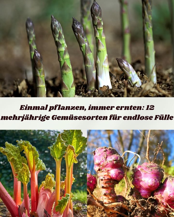 Einmal pflanzen, immer ernten: 12 mehrjährige Gemüsesorten für endlose Fülle
Spargel  Liefert zarte Triebe im Frühling und kann bis zu 20 Jahre ertragreich bleiben.
Rhabarber  Robuste Staude mit säuerlichen Stielen für Gebäck und Marmeladen.
Artischocke  Essbare Blütenknospen, die optisch und kulinarisch begeistern.
Meerrettich  Scharfe Wurzelpflanze; Ausbreitung kontrollieren.
Topinambur  Knusprige Knollen, die invasiv werden können.
Liebstöckel  Sellerieähnliches Kraut für Suppen und Eintöpfe.
Ägyptische Zwiebel  Selbstpflanzende Zwiebel für kontinuierliche Ernte.
Sauerampfer  Zitronig-säuerliche Blätter, frisch oder gekocht verwendbar.
Chinesische Artischocke  Kleine Knollen mit knackiger Textur und nussigem Geschmack.
Guter Heinrich  Essbare Triebe und Blätter, leicht anzubauen.
Meerkohl  Küstenpflanze mit milden Trieben, pflegeleicht und ertragreich.
Mehrjähriger Grünkohl  Produziert ganzjährig nahrhafte Blätter, auch in kaltem Klima.
Diese Pflanzen sind pflegeleicht, nachhaltig und verwandeln Ihren Garten in eine ergiebige Nahrungsquelle.