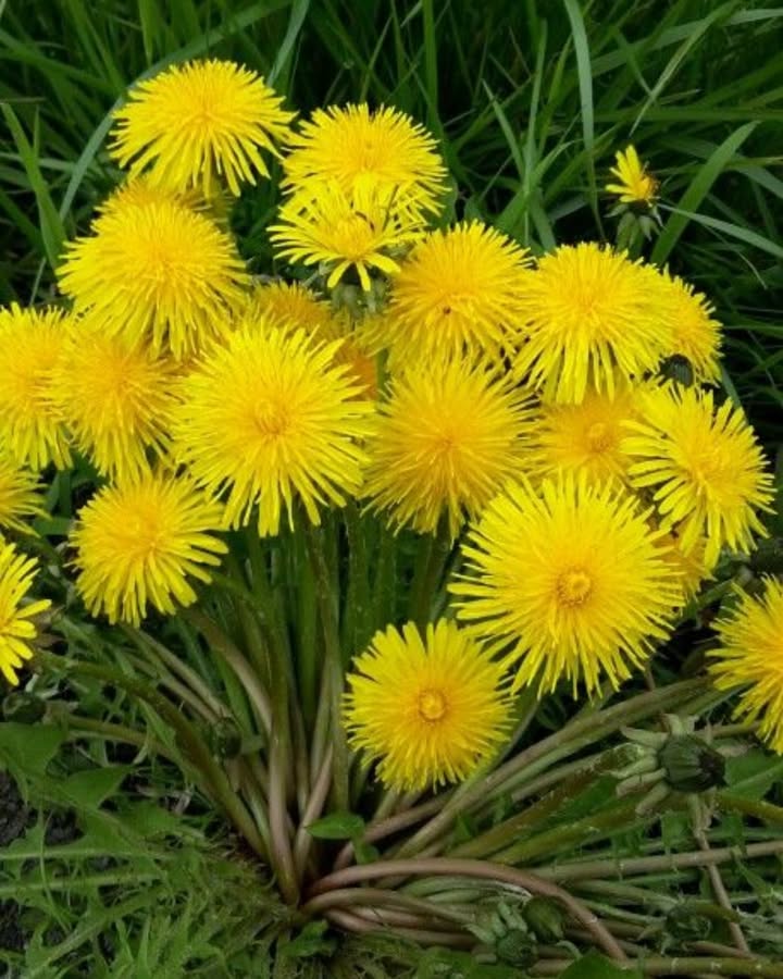 Laboruntersuchungen zeigen, dass Löwenzahnwurzelextrakt über 90 % der Darmkrebszellen innerhalb von 48 Stunden zerstören kann  und dabei gesunde Zellen verschont. Der Extrakt aktiviert verschiedene Mechanismen des programmierten Zelltods, sogar bei Krebsarten ohne das Tumorsuppressor-Gen p53. In Tierversuchen mit Mäusen konnte er das Tumorwachstum deutlich verlangsamen, ohne toxische Nebenwirkungen zu verursachen.

Darüber hinaus unterstützt die Löwenzahnwurzel die Lebergesundheit, indem sie den Gallefluss vervierfacht und so den Fettstoffwechsel anregt. Dank ihres hohen Kaliumgehalts fördert sie die Verdauung und kann als Kaffeeersatz verwendet werden. Außerdem hilft sie, Toxine aus Blut und Lymphsystem auszuleiten, was sie nützlich macht bei Beschwerden wie Akne, hormonellen Ungleichgewichten, Verstopfung oder geistiger Erschöpfung.

Für die Zubereitung als Tee empfiehlt es sich, 12 Teebeutel auf etwa 250 ml kochendes Wasser zu verwenden. Wer den Geschmack mildern möchte, kann etwas Milch oder Melasse hinzufügen.
Alternativ kann man 45 Esslöffel rohe oder geröstete Löwenzahnwurzel in 1 Liter Wasser aufkochen und mindestens 20 Minuten köcheln lassen. Nach dem Abseihen beginnt man am besten mit 60 ml pro Tag und steigert die Menge schrittweise auf 12 Tassen täglich.