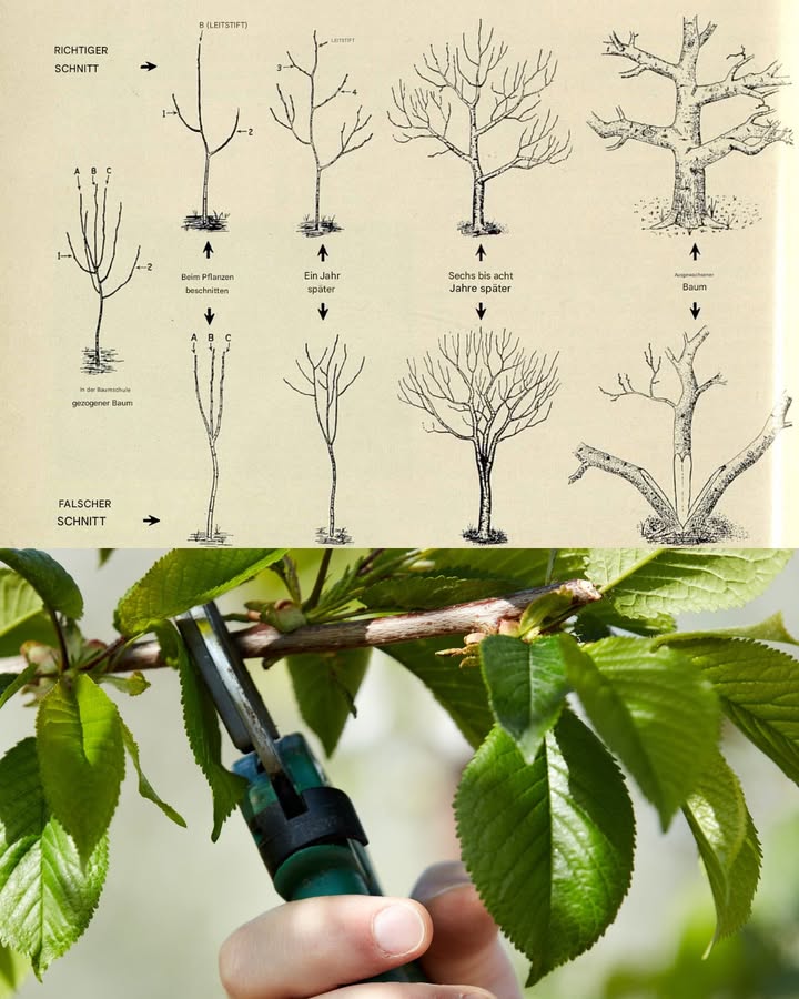 Wie man Pflaumenbäume richtig schneidet 

Das Schneiden von Pflaumenbäumen ist eine wichtige Maßnahme, um gesunde Bäume zu fördern und eine reichhaltige Ernte zu gewährleisten. Ein gut geschnittener Baum hat nicht nur eine bessere Struktur, sondern auch eine höhere Fruchtqualität. Hier sind die Schritte, um deinen Pflaumenbaum richtig zu schneiden.

1 Wähle den richtigen Zeitpunkt
Der beste Zeitpunkt zum Schneiden von Pflaumenbäumen ist im späten Winter oder frühen Frühling, bevor das Wachstum beginnt. So minimierst du das Risiko von Krankheiten und Schädlingen.

2 Verstehe die Baumstruktur
Pflaumenbäume wachsen meist mit einer offenen Mitte. Ziel des Schnitts ist es, diese Form zu bewahren, sodass ausreichend Licht und Luft an alle Zweige gelangen können.

3 Schneide totes und kranke Holz ab
Beginne immer damit, totes, beschädigtes oder kränkliches Holz zu entfernen. Dies fördert nicht nur die Gesundheit des Baums, sondern verhindert auch die Ausbreitung von Krankheiten.

4 Schneide die Haupttriebe zurück
Schneide die Haupttriebe leicht zurück, um das Wachstum zu fördern. Achte darauf, die Schnittwunden sauber zu machen, damit sich keine Krankheiten ausbreiten können.

5 Fördere die seitliche Verzweigung
Pflaumenbäume profitieren von einer guten Verzweigung. Schneide die Seitentriebe auf etwa ein Drittel ihrer Länge zurück, um das Wachstum von mehr seitlichen Trieben zu fördern.

6 Entferne Kreuzungen und zu enge Zweige
Zweige, die sich kreuzen oder sich gegenseitig behindern, sollten entfernt werden. Dies sorgt für eine bessere Luftzirkulation und verhindert, dass sich die Äste gegenseitig schädigen.

7 Kontrolliere die Baumform regelmäßig
Achte darauf, dass der Baum nach dem Schnitt weiterhin die gewünschte Form behält. Ein ausgewogener Baum wird sowohl kräftige Triebe als auch gute Früchte produzieren.

Durch regelmäßiges und richtiges Schneiden kannst du sicherstellen, dass dein Pflaumenbaum gesund bleibt und jedes Jahr eine reiche Ernte liefert.