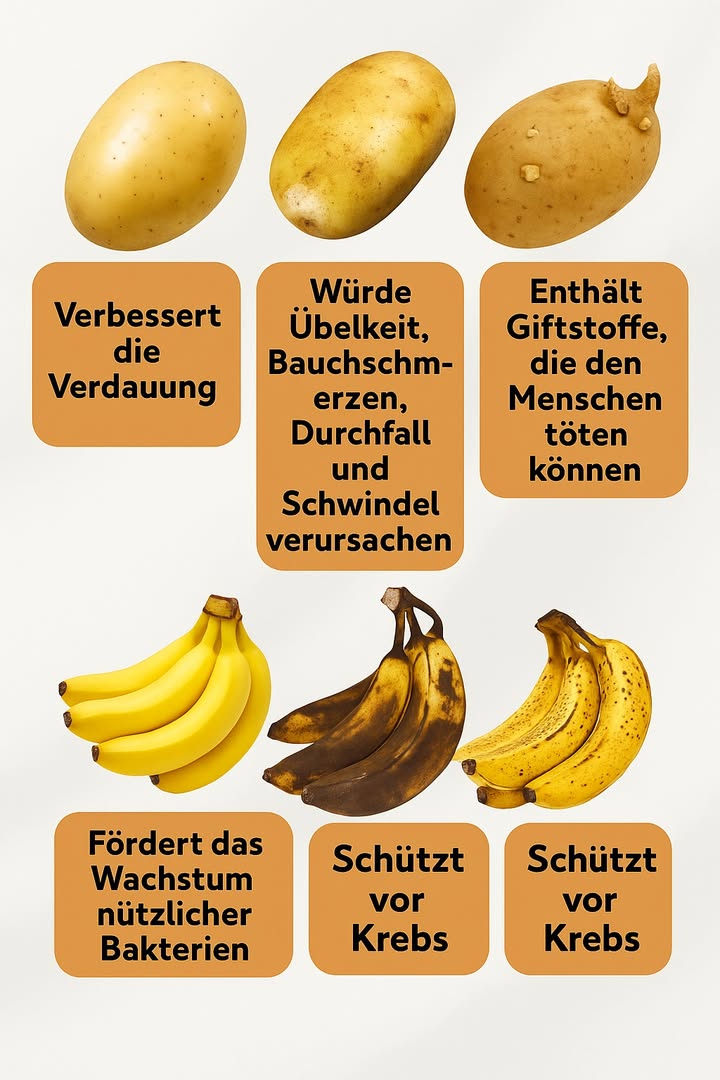 凜 Vorteile und Risiken von Kartoffeln und Bananen 凜

Frische, nicht gekeimte Kartoffeln sind gesund: Sie unterstützen die Verdauung und fördern die Ausscheidung von Giftstoffen.
Grüne oder gekeimte Kartoffeln enthalten jedoch giftige Substanzen, die Übelkeit, Erbrechen und Bauchschmerzen verursachen können.
Stark beschädigte oder stark gekeimte Kartoffeln sind gefährlich: Sie enthalten zwei Arten von Toxinen, die der Gesundheit ernsthaft schaden können.

Gelbe Bananen sind ideal für Energie und fördern das Wachstum guter Darmbakterien.
Sehr reife Bananen mit schwarzen Flecken enthalten mehr Antioxidantien und helfen, vor bestimmten Krebsarten zu schützen.
Überreife Bananen sind eine ausgezeichnete Energiequelle für Sportler und stärken gleichzeitig das Immunsystem.