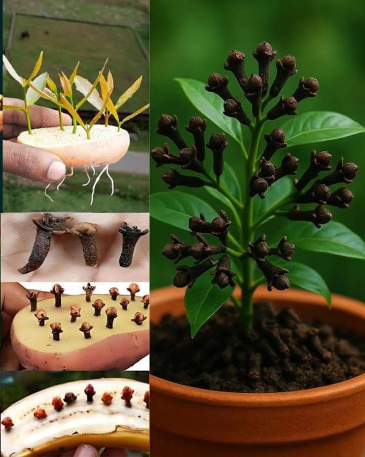 Nelken zu Hause anbauen 

1 Wählen Sie für die Keimung frische, nicht getrocknete Nelken.
2 Weichen Sie sie 24 Stunden lang in warmem Wasser ein.
3 Pflanzen Sie sie in einen Topf mit reichhaltiger, gut durchlässiger Erde.
4 Halten Sie die Erde feucht, aber vermeiden Sie Staunässe.
5 Stellen Sie den Topf an einen warmen, hellen und vor Kälte geschützten Ort.
6 Wenn der Sämling ausgewachsen ist, pflanzen Sie ihn in den Garten oder in ein größeres Gefäß um.

 Mit der Zeit wird die Nelke nicht nur duftende Blätter, sondern auch die berühmten Knospen hervorbringen, die reich an Aroma und natürlichen Eigenschaften sind.