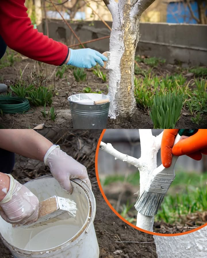 Den Baumstamm mit Weißanstrich schützen 

Hast du schon einmal Bäume mit einem weißen Stamm gesehen? Das ist kein Dekotrend und auch keine künstlerische Laune   dahinter steckt ein sehr praktischer Grund!

1 Warum man das macht
 Reflektiert die Sonnenstrahlen
 Verringert starke Temperaturschwankungen zwischen Tag und Nacht
 Schützt die Rinde vor Sonnenbrand und Rissen
 Hält Pilze, Insekten und Nagetiere fern
Besonders empfehlenswert für Zitrusbäume und junge Obstbäume.

2林 Was man verwendet
 Gelöschter Kalk, mit Wasser zu einer cremigen Masse angerührt
 Optional: etwas Ton oder Gesteinsmehl für bessere Haftung
 Eine Prise Kupfer für zusätzlichen Pilzschutz
Mit einem Pinsel vom Stammfuß bis zu den ersten Hauptästen auftragen.

3 Wann man es aufträgt
 Spätherbst oder mitten im Winter, bei trockenem Wetter
 Bei Bedarf im Spätwinter nachstreichen, falls der Regen den Anstrich abgewaschen hat
Kleiner Tipp: Beim ersten Versuch habe ichs an einem feuchten Tag gemacht  das halbe Weiß war am Boden statt am Baum 

4蝹 Vorbereitung vor dem Streichen
 Die Rinde leicht abbürsten, um Moos und abgestorbene Teile zu entfernen
So haftet die Mischung besser und der Baum kann besser atmen.

 Ergebnis
Ein gesünderer Stamm, weniger Probleme im Frühling und langfristig ein kräftigerer Baum.
Eine kleine Geste  mit großer Wirkung!