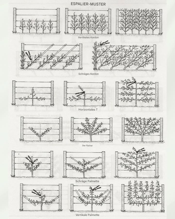 Die Kunst des Spalierobstes: Obstbäume flach ziehen für mehr Ertrag und Schönheit 

Spalierobst ist eine jahrhundertealte Technik, die ursprünglich in Klostergärten und Adelshöfen genutzt wurde. Bis heute gilt sie als eine der elegantesten und effizientesten Methoden, Obstbäume auf engem Raum zu kultivieren. Die Bilder zeigen eindrucksvoll, wie Birnen- oder Apfelbäume flach an einer warmen Hauswand wachsen und dabei nicht nur reich tragen, sondern auch eine außergewöhnliche dekorative Wirkung entfalten.

 Was ist ein Spalierbaum?

Ein Spalierbaum ist ein Obstbaum, dessen Äste bewusst in bestimmte Richtungen gelenkt werden  waagerecht, fächerförmig oder in dekorativen Mustern.
Durch regelmäßigen Schnitt und gezielte Fixierung entsteht eine flache, geordnete Struktur.

隣 Warum Spalierobst an einer Wand so gut funktioniert

Eine Hauswand bietet mehrere Vorteile:

Wärmespeicher: Steine oder Ziegel nehmen tagsüber Wärme auf und geben sie nachts ab  perfekt für frostempfindliche Sorten.

Schutz: Die Wand schützt vor Wind und extremen Temperaturschwankungen.

Platzsparend: Ideal für kleine Gärten, Innenhöfe und schmale Wege.

Dekorativ: Die Pflanzen werden Teil der Architektur und schaffen ein einzigartiges Gartenbild.

 Vorteile der Spaliererziehung

Spalierobst ist nicht nur schön, sondern auch praktisch:

Höherer Ertrag: Waagerecht gezogene Äste fördern mehr Fruchtknospen.

Leichte Pflege: Ernten, schneiden und kontrollieren wird einfacher.

Bessere Belichtung: Jede Frucht bekommt viel Sonne, was Geschmack und Farbe verbessert.

Gesündere Bäume: Durch gute Luftzirkulation gibt es weniger Pilzkrankheiten.

 Die wichtigsten Spalierformen wie auf der Zeichnung

Die historische Grafik zeigt traditionelle Spalierformen, darunter:

Waagerechtes Spalier: Klassische horizontale Leittriebe.

Kordon-Spalier: Ein einziger Stamm mit Seitentrieben.

Fächer-Spalier: Äste strahlen nach oben wie ein offener Fächer.

Belgischer Zaun: Gitterartige Form  dekorativ und funktional.

Palmette: Symmetrische, kunstvolle Anordnung der Äste.

Jede Form hat eigene Vorteile und eignet sich für verschiedene Obstsorten.

 Welche Obstsorten eignen sich besonders?

Am besten lassen sich folgende Bäume als Spalier ziehen:

Apfel

Birne

Pfirsich

Aprikose

Pflaume

Quitte

Vor allem Apfel und Birne reagieren hervorragend auf die Erziehung an Drähten oder Wänden.

 Wie man einen Spalierbaum anlegt

Einen jungen, biegsamen Obstbaum wählen.

Leittriebe vorsichtig in die gewünschte Richtung lenken.

Mit Pflanzenbindern oder Draht fixieren.

Regelmäßiger Formschnitt im Sommer und Winterschnitt.

Geduldig bleiben  Spalierobst ist ein langfristiges Projekt, das sich lohnt.

 Fazit

Spalierobst verbindet Ästhetik und Nutzen auf einzigartige Weise. Mit etwas Geduld und gezieltem Schnitt verwandelt es selbst kleine Gärten in produktive, stilvolle Obstgärten. Die Methode ist ideal für alle, die wenig Platz haben, das Wachstum kontrollieren wollen oder ihrem Garten einen historischen, eleganten Charakter verleihen möchten.