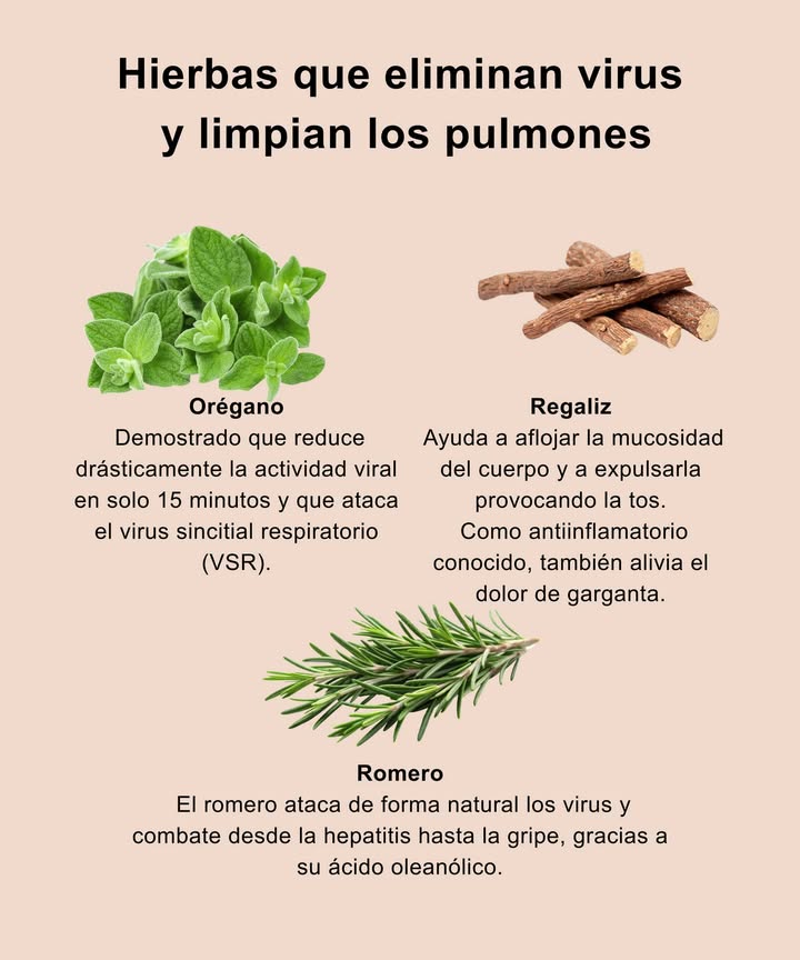 Hierbas que apoyan la salud respiratoria

 Orégano: Rico en compuestos naturales con efecto aromático y purificador; tradicionalmente usado para aliviar la congestión y apoyar el bienestar respiratorio.

 Regaliz: Suaviza la garganta, ayuda a fluidificar la mucosidad y favorece una respiración más cómoda gracias a sus propiedades calmantes.

 Romero: Planta aromática con acción antioxidante que aporta frescor, despeja y contribuye al bienestar general de las vías respiratorias.

 Un toque natural para apoyar tu respiración y tu bienestar diario.