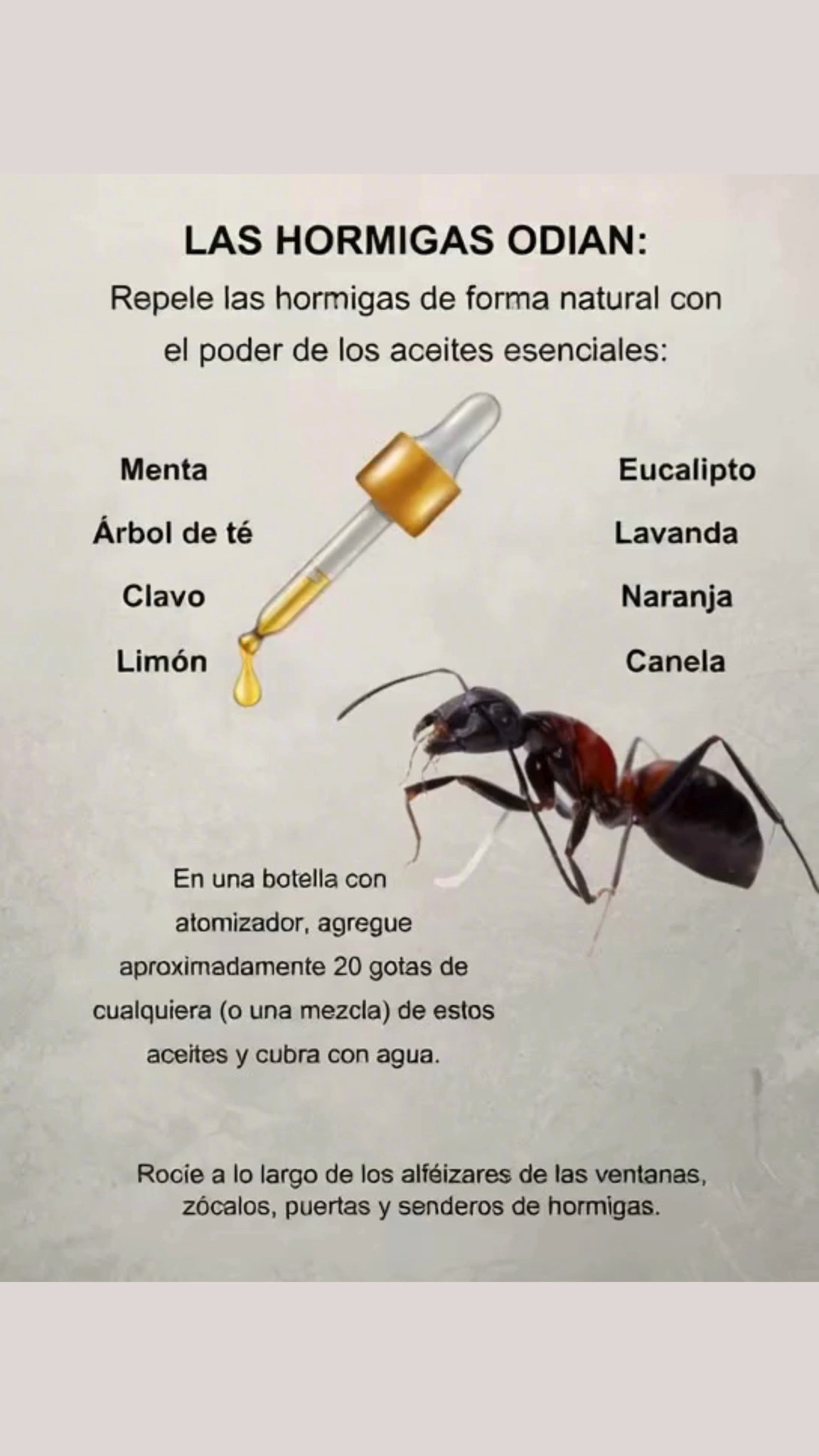 Manténlas lejos sin químicos usando aceites esenciales:
 Menta: borra rastros de olor
 Árbol de té: interrumpe su búsqueda de comida
 Clavo: tóxico para hormigas carpinteras
 Limón: limpia rastros y aporta frescor
 Eucalipto: fuerte y efectivo disuasivo
 Lavanda: protege cajones y despensas
 Naranja: con d-limoneno, repele y elimina
 Canela: crea barrera en grietas y puertas

Mezcla 20 gotas con agua en un pulverizador y rocía en ventanas, zócalos, puertas y senderos.

 Sin toxinas. Sin preocupaciones. Solo naturaleza en acción.