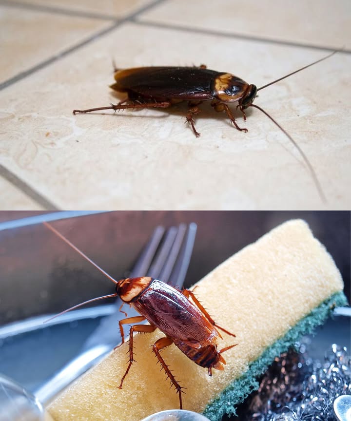 El laurel: el enemigo natural de las cucarachas

Las cucarachas temen más al aroma del laurel que a cualquier veneno químico. Esta especia común actúa como un potente repelente natural, seguro para personas y mascotas.

華 Cómo usarlo:
 Coloca hojas secas de laurel cerca de la estufa, debajo del fregadero y junto al cubo de basura.
 Tritura algunas hojas para intensificar el aroma y potenciar su efecto.
 Reemplaza el material vegetal cada dos semanas.

 Ventajas:
 Método económico y ecológico.
 Sin productos tóxicos ni resistencia de los insectos.
 Deja un agradable aroma especiado en el hogar.

 Consejo: combina laurel con menta o clavo para lograr un efecto aún más duradero y un ambiente fresco y limpio.