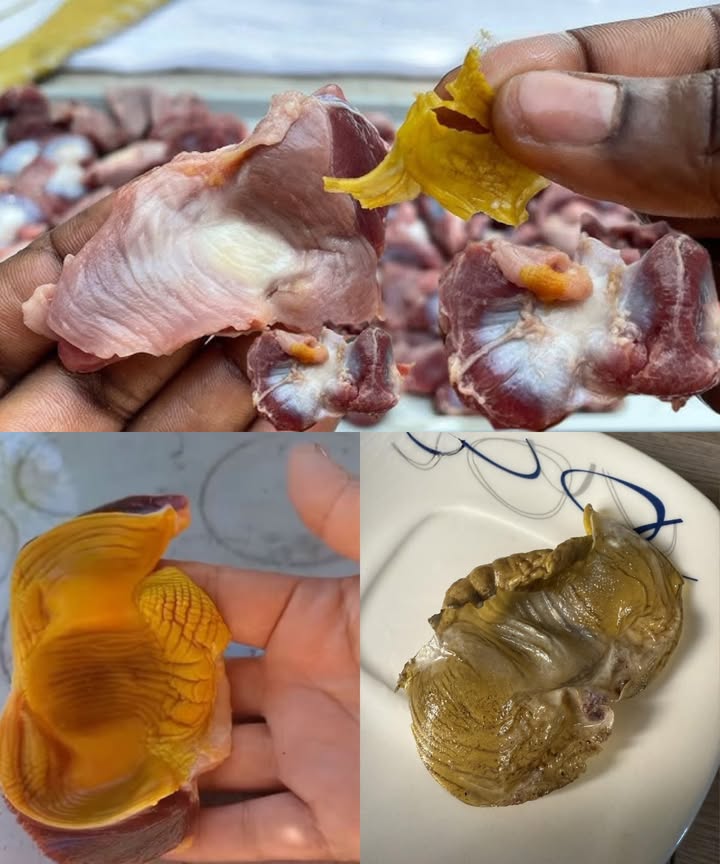 Molleja de gallina de campo para dejar la bebida 弄  
Un antiguo secreto del campo…   

Sabías que la telita amarilla que cubre la molleja de la gallina criolla ha sido utilizada durante generaciones como un remedio para dejar el alcohol?  
 Se deja secar completamente.  
 Luego se muele hasta obtener un polvo fino.  
 Se añade una pizca en la bebida 弄 sin que la persona se dé cuenta… y el cuerpo comienza a rechazarla.  

Se dice que el efecto es tan potente que después ni siquiera toleran el olor del alcohol.  

#RemediosDelCampo #SabiduríaPopular #DejarElAlcoholNaturally