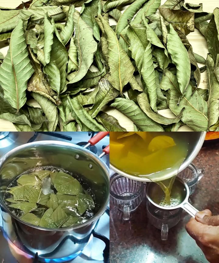 Hojas de guayaba: belleza y salud natural

Las hojas de guayaba son una fuente potente de antioxidantes, vitaminas y compuestos antiinflamatorios que benefician el cabello, la piel y la salud general.

 Cabello fuerte y saludable
Ricas en vitaminas B2, B3, B5 y B6, promueven el crecimiento y previenen la caída.

Hervir un puñado de hojas en 1 litro de agua durante 20 minutos.

Colar y dejar enfriar.

Aplicar en el cuero cabelludo y cabello, masajear y dejar actuar 2 horas o toda la noche.

Enjuagar con agua tibia.

 Piel radiante y libre de imperfecciones
Propiedades antibacterianas y antioxidantes combaten acné, arrugas y manchas.

Triturar hojas y hervir en agua hasta reducir a la mitad.

Dejar enfriar y aplicar con algodón sobre el rostro.

 Efecto antiinflamatorio
Reduce alergias al inhibir histamina y alérgenos.

Preparar infusión con hojas maduras y beber regularmente.

喙 Control de azúcar en sangre
Ideal para diabéticos, ayuda a reducir glucosa al inhibir la absorción de azúcares.

Remojar hojas frescas o secas en agua caliente 10 minutos y beber después de las comidas, sin azúcar.

 Salud digestiva
Aumenta enzimas digestivas y elimina bacterias y parásitos dañinos.

Masticar hojas frescas o beber té preparado con ellas para aliviar indigestión, dolor de estómago y gastroenteritis.

 Una maravilla natural
Económicas y versátiles, las hojas de guayaba son un remedio natural que fortalece el cabello, mejora la piel y potencia el bienestar general.