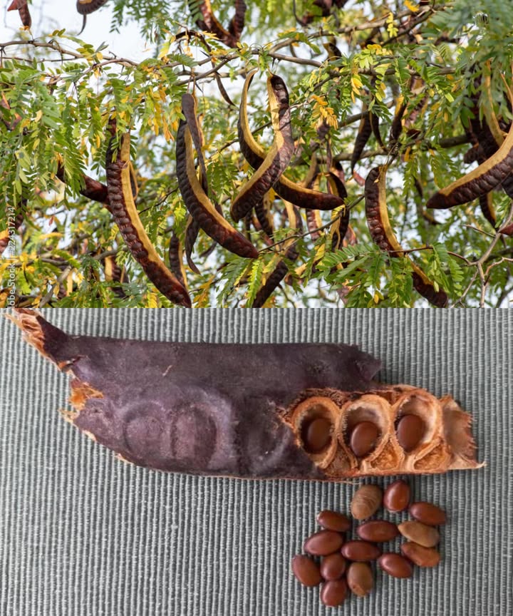 El poder oculto del árbol de la acacia Gleditsia triacanthos: salud, curación y usos cotidianos

El árbol de langosta de miel es más que un majestuoso ornamental. Su corteza, hojas, vainas y semillas esconden sorprendentes beneficios medicinales, culinarios y prácticos, utilizados durante siglos por herbolarios y tribus nativas de Norteamérica.

Beneficios para la salud y usos medicinales

Poder antimicrobiano: decocciones de corteza y vainas combaten bacterias y hongos. Enjuagues suaves para cortes, picaduras o encías irritadas.

Apoyo digestivo: la pulpa dulce de las vainas estimula la digestión y alivia estreñimiento leve.

Salud respiratoria: infusiones de corteza y vainas ayudan a eliminar mucosidad y calmar tos y asma.

Efectos antiinflamatorios: cataplasmas de corteza o hojas trituradas alivian picaduras, dolor articular e irritaciones.

Desintoxicación: té de vainas y hojas rico en antioxidantes favorece la función hepática.

Usos culinarios

Pulpa de vaina dulce: edulcorante natural, complemento para batidos o ingrediente en repostería.

Semillas como café: tostadas y molidas, una alternativa sin cafeína y rica en antioxidantes.

Bebidas fermentadas: extracto de vainas para preparar infusiones o vinos caseros.

Cuidado de la piel y belleza

Limpiador facial natural: polvo de corteza mezclado con miel elimina suciedad y grasa.

Enjuague capilar: agua de vaina fortalece raíces y controla la grasa del cuero cabelludo.

Usos prácticos y ambientales

Madera dura y resistente, ideal para muebles o postes.

Vainas nutritivas para ganado.

Mejora la fertilidad del suelo mediante fijación de nitrógeno.

Preparación sencilla de remedios caseros
Hervir, secar o moler vainas, corteza o hojas permite extraer sus propiedades sin complicaciones. Ideal incluso para principiantes que buscan bienestar natural y autosuficiencia.

Seguridad y precauciones
Identificar correctamente Gleditsia triacanthos antes de usarla. Evitar especies relacionadas tóxicas. Personas con alergias o estómagos sensibles deben comenzar con pequeñas cantidades.

El algarrobo es un tesoro olvidado: salud, nutrición y sostenibilidad en cada parte del árbol, fácil de incorporar a la vida diaria.