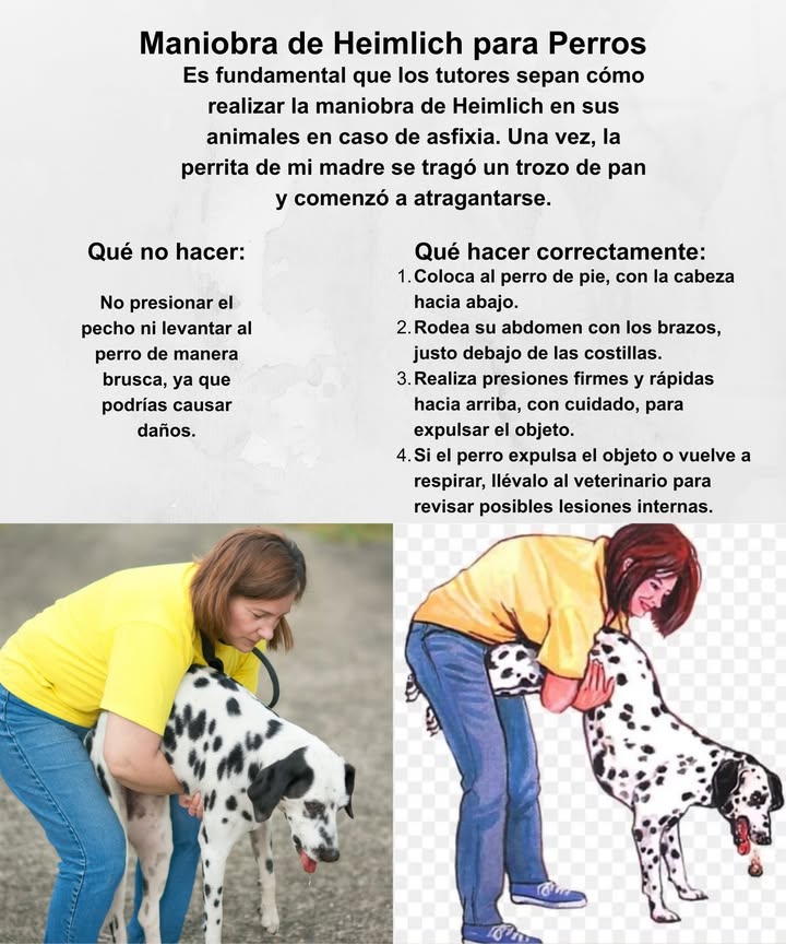 Maniobra de Heimlich para Perros La maniobra de Heimlich en animales es crucial para salvar vidas en casos de asfixia por atragantamiento. Esta técnica implica aplicar presión controlada en la parte superior del abdomen, justo debajo de las costillas, para ayudar a expulsar el objeto que bloquea las vías respiratorias. Es esencial que los dueños aprendan esta maniobra para poder actuar rápidamente en situaciones de emergencia. Practicarla de manera segura y conocer los pasos básicos permite responder eficazmente y proteger la vida de nuestros amigos de cuatro patas. #ManiobraDeHeimlich #Perros #EntrenamientoDePerros