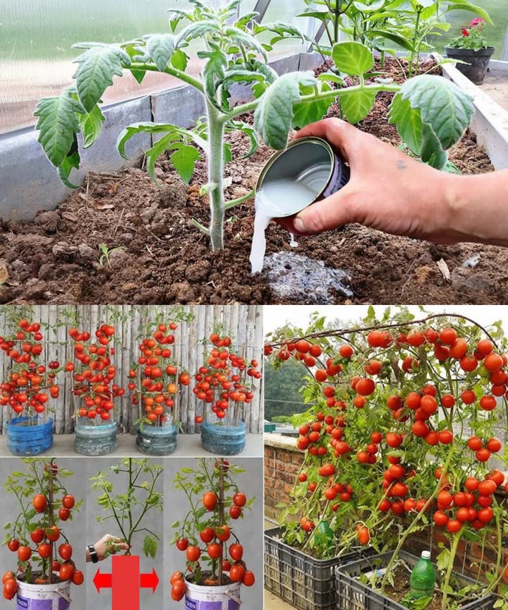 Estimula el crecimiento de tus plantas con levadura de panadería Este fertilizante natural potencia la vitalidad del suelo, refuerza las raíces y acelera el crecimiento de tus plantas. Preparación de la mezcla: Disuelve 1 cucharada de levadura seca en 1 litro de agua tibia. Agrega 1 cucharadita de azúcar para activar la fermentación. Deja reposar durante 30 minutos hasta que se forme una fina capa de espuma. Aplicación y mantenimiento: Vierte la solución directamente en la base de las plantas para nutrir las raíces. Incorpora cáscaras de huevo trituradas o ceniza de madera para enriquecer el suelo con calcio y potasio. Aplica una vez al mes para mantener el equilibrio de nutrientes en el suelo. Resultado: Obtendrás plantas robustas, un follaje exuberante y una floración prolongada gracias a la acción estimulante y natural de la levadura.