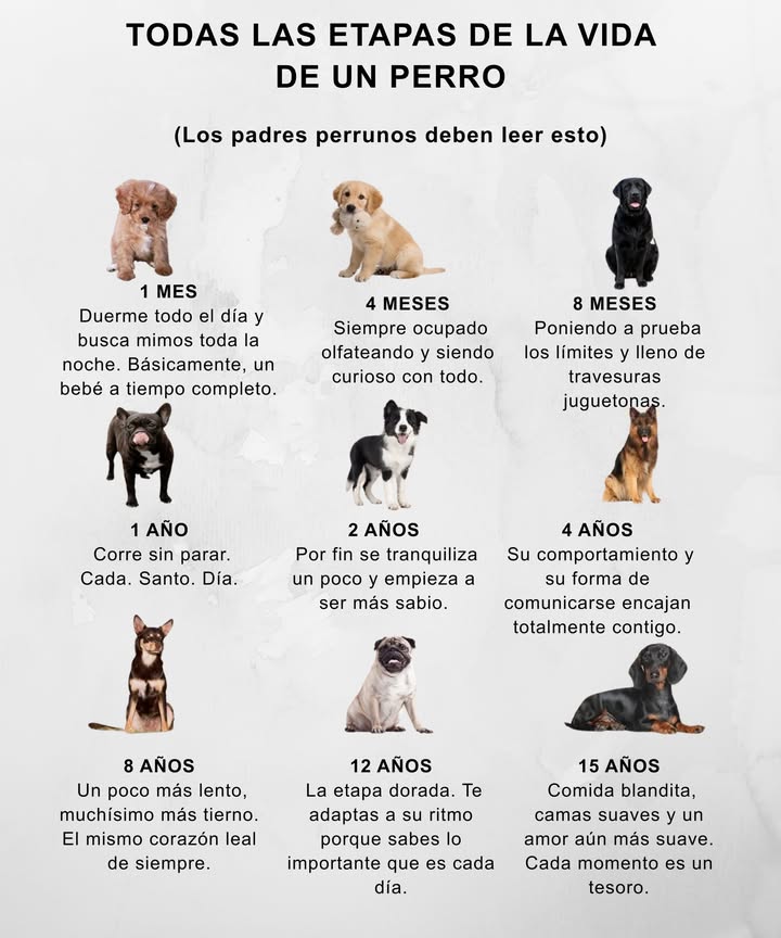 TODAS LAS ETAPAS DE LA VIDA DE UN PERRO Los padres perrunos deben leer esto 1 MES Duerme todo el día y busca mimos toda la noche. Básicamente, un bebé a tiempo completo. 4 MESES Siempre ocupado olfateando y siendo curioso con todo. 8 MESES Poniendo a prueba los límites y lleno de travesuras juguetonas. 1 AÑO Corre sin parar. Cada. Santo. Día. 2 AÑOS Por fin se tranquiliza un poco y empieza a ser más sabio. 4 AÑOS Su comportamiento y su forma de comunicarse encajan totalmente contigo. 8 AÑOS Un poco más lento, muchísimo más tierno. El mismo corazón leal de siempre. 12 AÑOS La etapa dorada. Te adaptas a su ritmo porque sabes lo importante que es cada día. 15 AÑOS Comida blandita, camas suaves y un amor aún más suave. Cada momento es un tesoro.