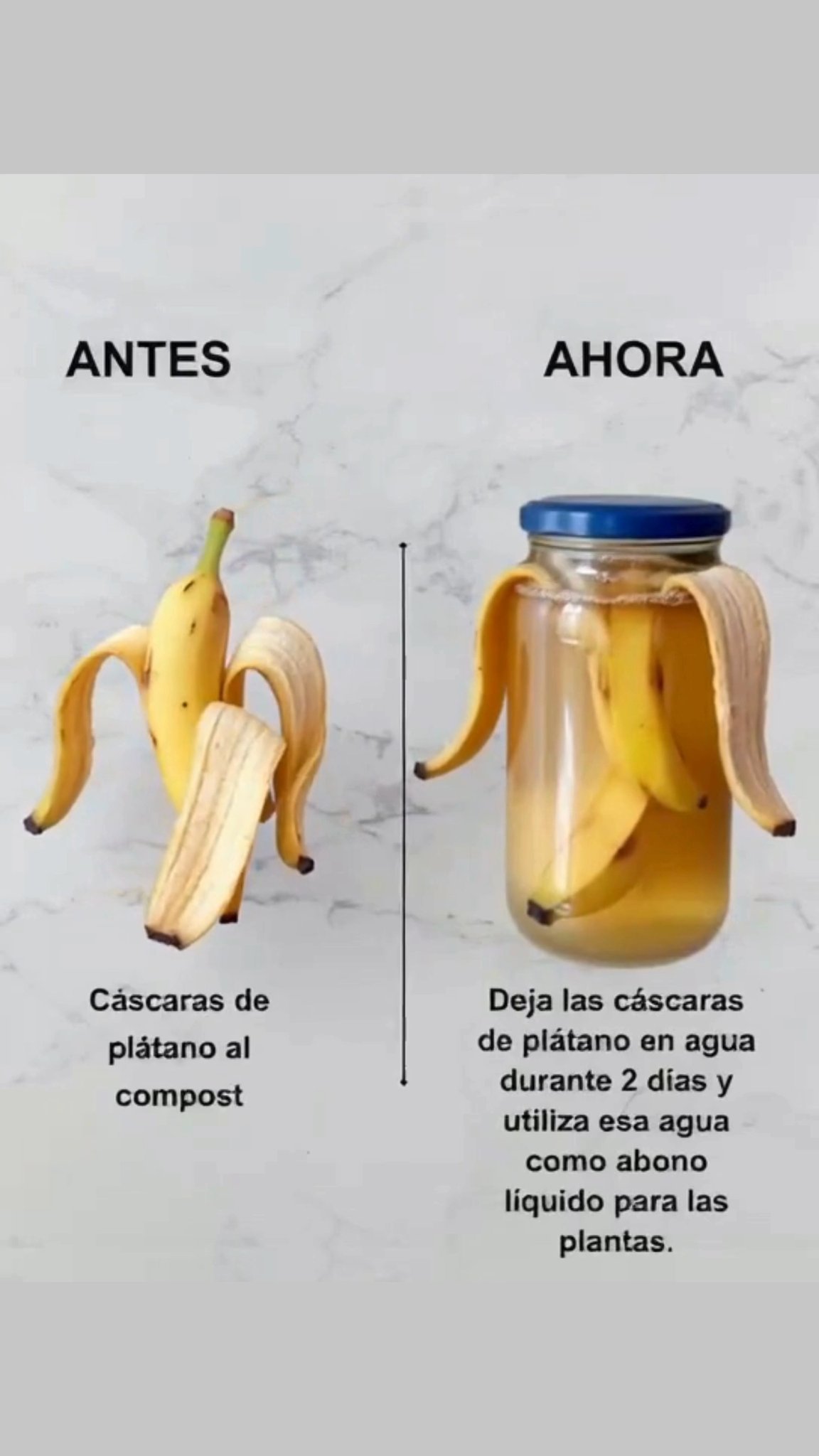 Déjalas reposar en agua durante 2 días y riega tus plantas con ese abono líquido para un crecimiento fuerte y saludable.