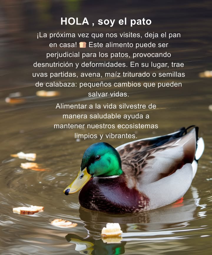 La próxima vez que nos visites, deja el pan en casa! Este alimento puede ser perjudicial para los patos, provocando desnutrición y deformidades. En su lugar, trae uvas partidas, avena, maíz triturado o semillas de calabaza: pequeños cambios que pueden salvar vidas. 閭 Alimentar a la vida silvestre de manera saludable ayuda a mantener nuestros ecosistemas limpios y vibrantes.