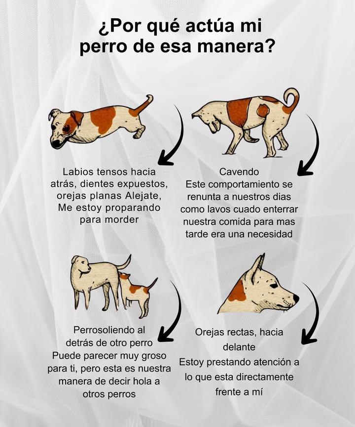 Por qué actúa mi perro de esa manera? Los perros comunican sus emociones y necesidades a través de su lenguaje corporal. Cada postura, mirada o movimiento tiene un significado que nos ayuda a comprenderlos mejor. Labios tensos hacia atrás, con dientes visibles y orejas aplanadas: es una clara señal de advertencia. El perro se siente amenazado y podría morder si no se respeta su espacio. Cavando: un comportamiento instintivo heredado de sus ancestros, cuando enterrar comida era crucial para la supervivencia. Oliendo el trasero de otro perro: es su manera natural de saludar; así intercambian información sobre el otro, como edad, estado de salud o estado de ánimo. Orejas erguidas y hacia adelante: indica total atención y curiosidad hacia lo que tienen enfrente. Comprender su lenguaje corporal no solo fortalece el vínculo, sino que también mejora la convivencia diaria. Cada gesto es una forma sincera de comunicación, sin palabras, pero rica en significado. #Perro #LenguajeCorporal #ComunicaciónCanina