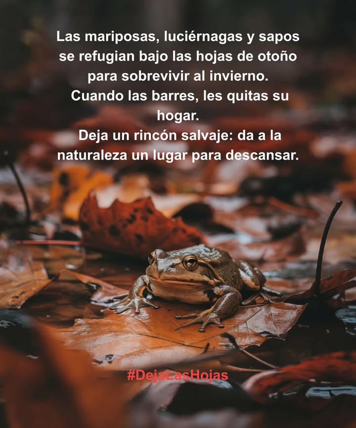 Bajo esas coloridas hojas de otoño se esconden mariposas, luciérnagas y pequeños sapos que intentan sobrevivir al frío. Cuando rastrillamos y embolsamos todo, nos llevamos también su único refugio. Este otoño, deja un rincón silvestre un lugar suave donde la naturaleza pueda dormir hasta que regrese la primavera.