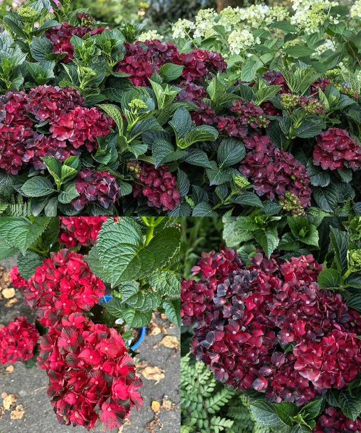 Hortensia Centennial Ruby: la joya roja del jardín 2026 De un rojo intenso, compacto y refinado, Centennial Ruby Hydrangea macrophylla será la estrella de la próxima temporada. Su flor se oscurece a tonos rubí o burdeos con la madurez, creando un punto focal elegante y vibrante. Dónde destaca Bordes delanteros de macizos mixtos y zonas de entrada En macetas grandes Ø 4060 cm con buen drenaje Bajo copas ligeras de árboles o junto a coníferas oscuras En contraste con heucheras, helechos o flores blancas Luz y posición Luz solar de la mañana, sombra parcial por la tarde Evitar sol directo del mediodía Proteger de vientos fríos del norte Suelo y color rubí Prefiere suelos ligeramente ácidos a neutros pH 5,86,5 Añadir compost y turba 2:1 para aireación y humedad Evitar sulfato de aluminio: volvería las flores azuladas Mantener pH estable con tiza molida ligera si hay lluvia ácida Riego y acolchado Mantener humedad constante sin encharcar Riegos profundos y regulares Acolchado de 57 cm con corteza o hojas secas Fertilización Primavera: abono con potasio y fósforo, poco nitrógeno Repetir dosis ligera al inicio de la floración No abonar después de julio Poda y floración Florece en madera vieja brotes del año anterior Cortar solo inflorescencias secas y ramas dañadas tras la floración Evitar podas drásticas en primavera Protección invernal Cubrir el cuello de la raíz con mantillo Proteger brotes con tela no tejida Aislar macetas con yute o poliestireno Cultivo en maceta Recipiente Ø 4060 cm Mezcla: sustrato para hortensias compost arena gruesa Trasplante cada 23 años o renovar el tercio superior anualmente Diseño y combinaciones Combina con hortensias blancas, rosas color crema y helechos Ideal con boj, tejos enanos o sicómoros columnares Solución de problemas Marchitamiento: exceso de sol o riego superficial Color rosa-púrpura: suelo demasiado ácido ajustar pH Pocas flores: poda excesiva, heladas o exceso de nitrógeno Un rubí vivo entre el verde: Centennial Ruby no solo embellece el jardín, sino que aporta carácter, contraste y elegancia natural a cada rincón.