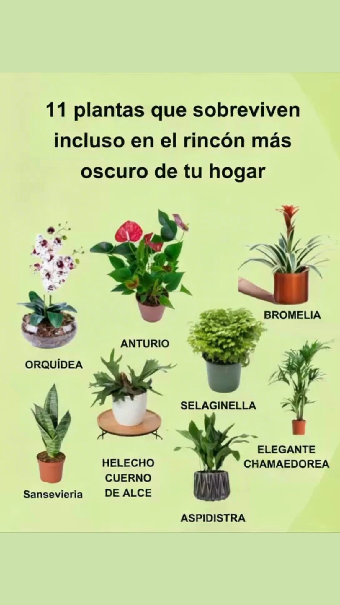 Selaginella Crece rápido y ama la humedad, perfecta para baños Dieffenbachia Hojas vistosas, se adapta bien a poca luz partes tóxicas Aspidistra Muy resistente, requiere riego moderado Sansevieria Escultural y fuerte, sobrevive con poca agua y luz Bromelias Tropicales y coloridas, ideales para interiores oscuros Helecho Elkhorn Elegante y delicado, crece lento con luz indirecta Clorofito Chlorophytum comosum Decorativo, perfecto para sombra Chamaedorea elegans Fácil de cuidar, poca agua y tolera ambientes oscuros Anthurium Tropical y resistente, necesita humedad Calathea Prefiere luz moderada y riego abundante en crecimiento Orquídea Adaptable, requiere humedad y fertilización regular Elige la que mejor se adapte a tu espacio y estilo de cuidado