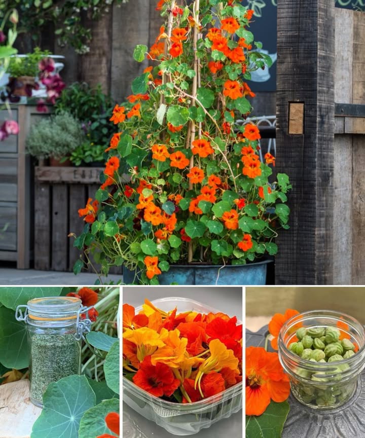 Capuchinas: color, sabor y beneficios en un solo paquete 

Las capuchinas son más que flores bonitas. Sus vibrantes tonos naranja, rojo y amarillo llenan el jardín de vida, mientras cada parte de la planta aporta ventajas prácticas y culinarias. Resistentes, fáciles de cultivar y comestibles, se convierten en aliadas imprescindibles para cualquier espacio verde.

 Beneficios en el jardín
 Control natural de plagas: atraen pulgones y orugas, protegiendo tomates, pepinos y pimientos.
 Atraen polinizadores: abejas y mariposas mejoran la floración y la producción de frutas y verduras.
 Resistentes y de bajo mantenimiento: crecen en suelos pobres, toleran la sequía y florecen en macetas o cestas colgantes.

 Usos culinarios de la capuchina
 Flores: sabor picante, ideales en ensaladas, sopas o rellenas con quesos suaves.
 Hojas: picantes y frescas, perfectas en ensaladas, wraps, pesto o tortillas.
 Semillas: encurtidas como sustituto de alcaparras, en adobos o molidas como especia.

 Cultivo y cuidado
 Siembra: primavera tras la última helada, pleno sol o sombra parcial.
 Suelo: prefiere suelos pobres y bien drenados.
 Riego: moderado; evitar encharcamientos.
 Mantenimiento: poda ligera y retiro de flores marchitas para estimular la floración.

 Beneficios para la salud
 Alto contenido en vitamina C y antioxidantes.
 Propiedades antibacterianas y antifúngicas.
 Fuente de hierro, calcio y otros nutrientes esenciales.

 Usos creativos adicionales
 Tintes naturales para telas.
 Arreglos florales que alegran cualquier habitación.
 Infusiones de hierbas, tés o vinagres aromáticos.

Las capuchinas transforman tu jardín y tu cocina. Resistentes, coloridas y nutritivas, cada planta es un regalo de sabor, salud y belleza. Aprovecha su magia y deja que tu jardín cobre vida mientras tus platos se llenan de frescura y color.