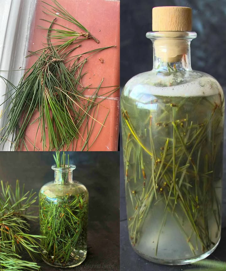 Sprite de agujas de pino: bebida fermentada casera y refrescante El Sprite de agujas de pino es una bebida natural, ligeramente efervescente, elaborada con agujas de pino frescas, limón y azúcar. Su sabor cítrico y refrescante, conocido como Sprite del bosque, combina tradición y beneficios para la salud gracias a la vitamina C, antioxidantes y compuestos vegetales de las agujas de pino. Beneficios para la salud Ricas en vitamina C: fortalecen el sistema inmunológico y combaten la fatiga. Antioxidantes naturales: neutralizan los radicales libres. Apoyo respiratorio: alivian molestias leves en las vías respiratorias. Mejoran la digestión: la fermentación introduce microbios beneficiosos. Hidratación saludable: más refrescante y natural que los refrescos comerciales. Efecto calmante: aroma y compuestos del pino alivian el estrés. Favorecen la circulación: contribuyen a la salud cardiovascular. Desintoxicación natural: ayudan a eliminar toxinas de forma suave. Impulso de energía: vitamina C y azúcares naturales aportan vitalidad. Valor probiótico: pequeñas cantidades de levaduras y bacterias beneficiosas. Cómo preparar Sprite de agujas de pino Ingredientes: 1 taza de agujas de pino frescas pino blanco del este 1 limón rodajas o exprimido taza de azúcar 4 tazas de agua sin cloro Tarro de cristal con tapa suelta Preparación paso a paso Recolectar y preparar las agujas: elegir agujas jóvenes y frescas, lavar y picar ligeramente. Mezclar: colocar agujas, azúcar y limón en un tarro, añadir el agua y remover. Fermentar: cubrir con tapa suelta o paño, dejar 23 días a temperatura ambiente, removiendo a diario. Probar y colar: cuando tenga gas y sabor cítrico, colar y transferir a botellas. Refrigerar y servir frío. Consejos de seguridad Usar solo especies de pino comestibles y seguras. Evitar fermentación excesiva para controlar sabor y presión. Mantener utensilios limpios y consumir con moderación. Mujeres embarazadas y personas alérgicas deben tener precaución. Esta bebida combina el frescor del bosque, la efervescencia natural y beneficios saludables. Preparada con cuidado, el Sprite de agujas de pino es un refresco casero único, nutritivo y revitalizante.