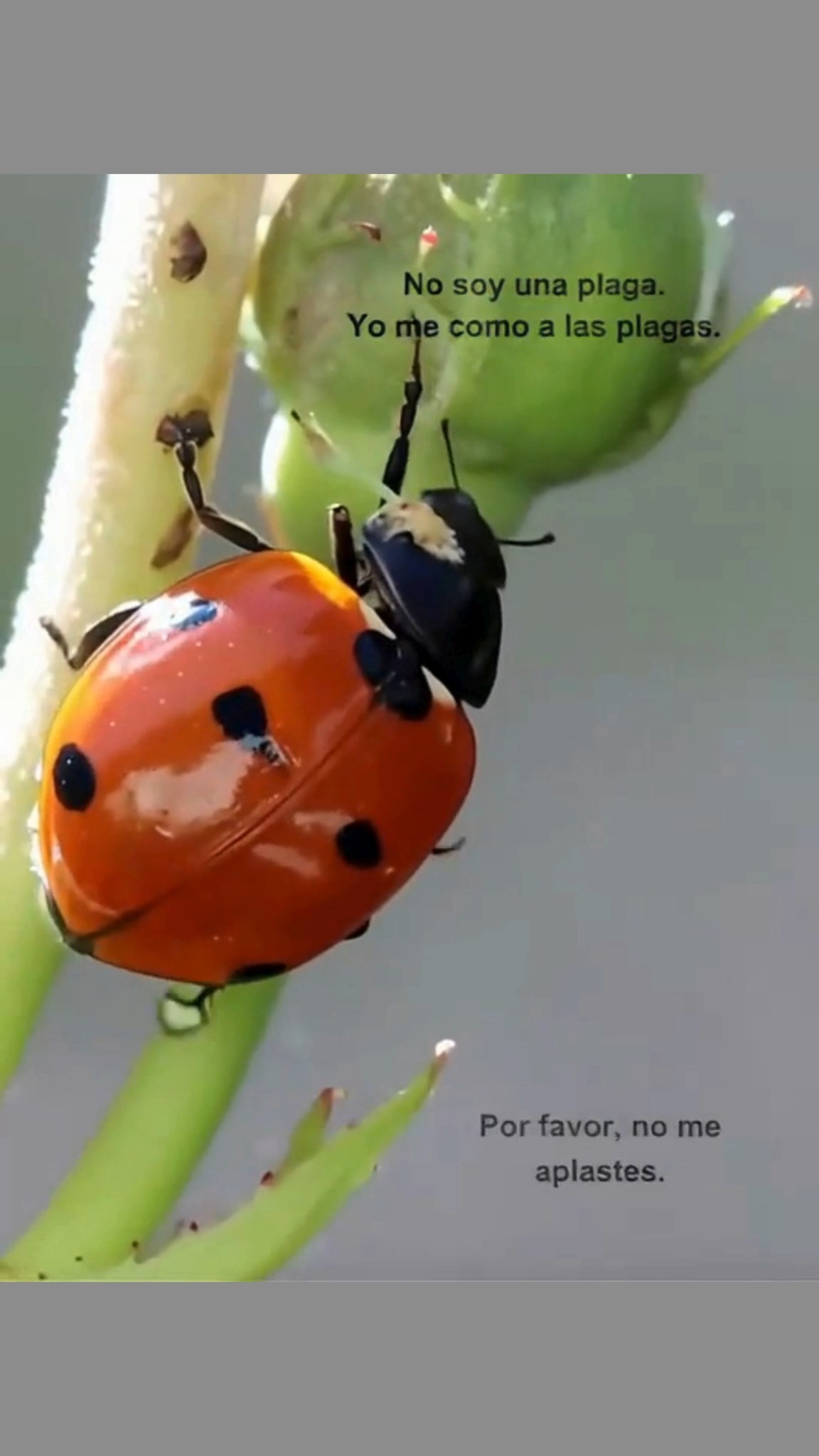 Familia ampliamente distribuida de pequeños escarabajos. Llamadas ladybugs en Norteamérica. Conocidas como ladybirds en el Reino Unido. Los entomólogos prefieren escarabajos mariquita para evitar confusiones con los insectos verdaderos true bugs. Por qué mantenerlas en el jardín? Son depredadores naturales de pulgones y cochinillas. Ayudan a controlar plagas sin usar químicos. Consejo: Atrae mariquitas plantando eneldo, hinojo y caléndulas.