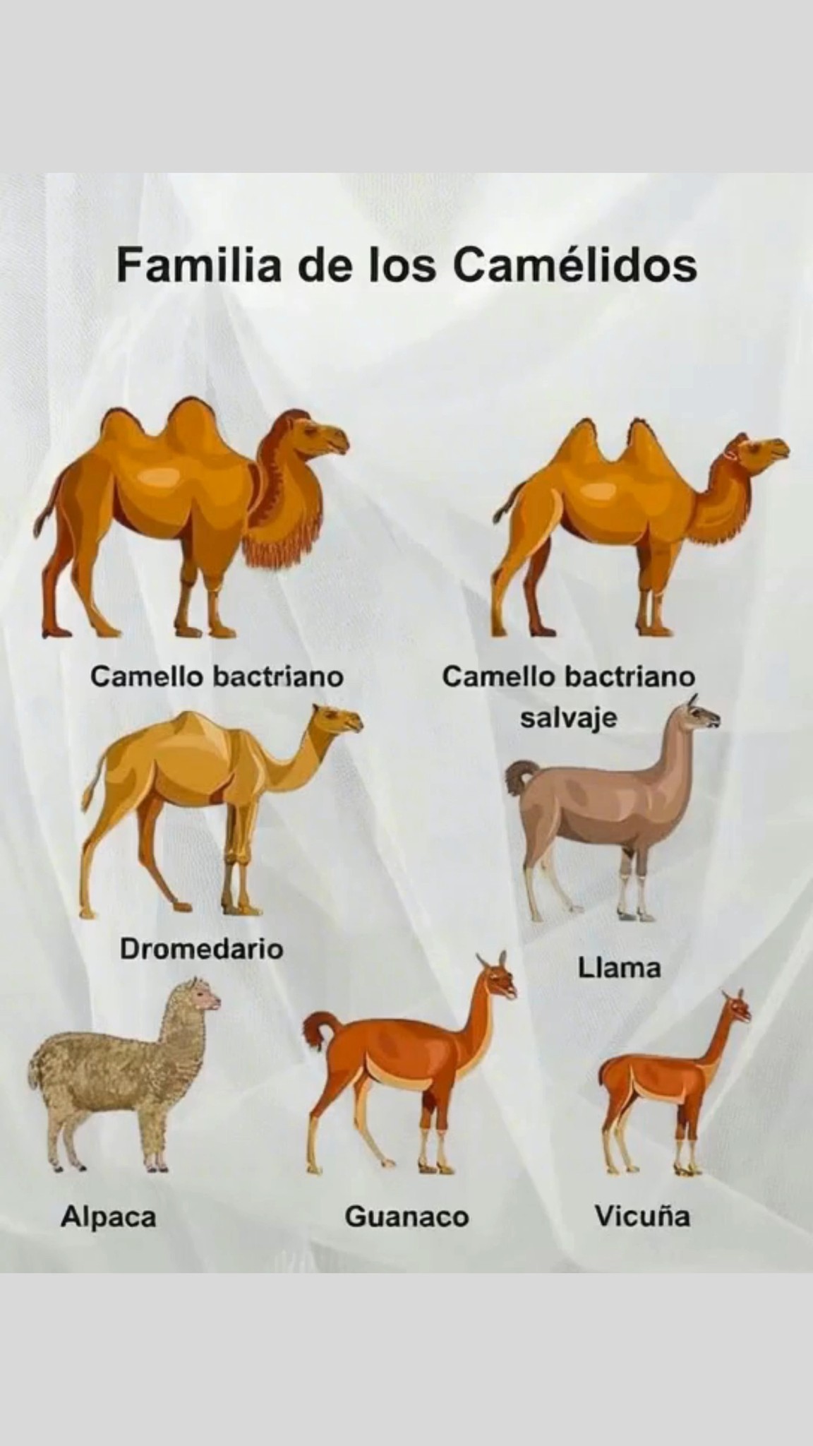 Camello bactriano Dos jorobas de resistencia legendaria Camello bactriano salvaje Un sobreviviente en hábitats extremos Dromedario Elegancia con una sola joroba 蓮 Llama Compañera de carga en los Andes 臨 Alpaca Suave fibra que abriga el mundo 歷 Guanaco Salvaje y ágil en la puna 蓮 Vicuña La fibra más fina y valiosa del planeta Un linaje único que conecta culturas y paisajes a lo largo de la historia.