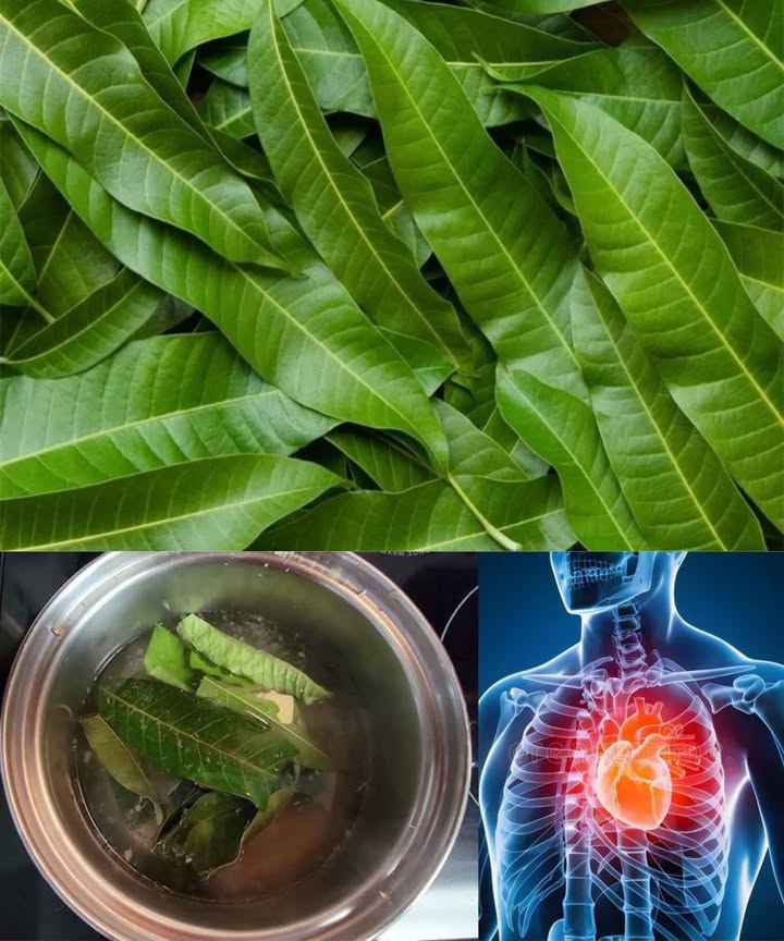 El poder oculto de las hojas de mango: 30 beneficios y usos caseros Las hojas de mango, verdes, aromáticas y llenas de vida, guardan un potencial que supera con creces a la propia fruta. Durante siglos, han sido un recurso esencial en la medicina tradicional: antioxidantes, reguladoras del azúcar, purificadoras y calmantes. Un ingrediente humilde convertido en un remedio natural imprescindible. 30 beneficios poderosos de las hojas de mango Ricas en antioxidantes que neutralizan radicales libres. Favorecen la salud del corazón y ayudan a regular la presión arterial. Controlan el azúcar en sangre gracias a sus propiedades antidiabéticas. Mejoran la digestión y alivian diarrea y calambres. Reducen el colesterol dañino. Apoyan la salud respiratoria en casos de asma y bronquitis. Contribuyen a la pérdida de peso al acelerar el metabolismo. Propiedades antiinflamatorias que alivian dolor y artritis. Cuidan la piel, sobre todo en quemaduras e irritaciones. Combaten la fatiga y elevan los niveles de energía. Calman la ansiedad y relajan la mente. Desintoxican el hígado y los riñones. Fortalecen el cabello y estimulan su crecimiento. Reducen el acné gracias a su acción antimicrobiana. Refuerzan la inmunidad por su contenido en vitamina C. Ayudan a controlar la hipertensión. Alivian cólicos menstruales. Ralentizan el envejecimiento de la piel. Mejoran la visión por su aporte de vitamina A. Remedio natural para infecciones de oído. Estimulan la memoria y la función cognitiva. Combaten el insomnio y favorecen el sueño profundo. Fortalecen los huesos por su contenido mineral. Aportan alivio en la gota. Ayudan a prevenir cálculos renales. Calman úlceras estomacales. Previenen la obesidad regulando la grasa corporal. Combaten hongos gracias a su acción antifúngica. Equilibran la acidez del cuerpo. Controlan la diarrea por su contenido en taninos. Usos caseros fáciles y efectivos Té de hojas de mango Hojas frescas o secas hervidas durante 1015 minutos. Colar y beber para regular azúcar, depurar el cuerpo y proteger el corazón. Infusión calmante para la piel Hervir hojas y dejar enfriar. Aplicar la infusión fría sobre quemaduras, irritaciones o infecciones cutáneas. Tratamiento capilar fortalecedor Hojas frescas trituradas mezcladas con aceite de coco. Aplicar en el cuero cabelludo 30 minutos antes de enjuagar. Remedio natural para el oído Jugo tibio de hojas machacadas aplicado con gotas para aliviar molestias. Baño relajante Varias hojas añadidas al agua para reducir ansiedad y estrés. Compresa antiinflamatoria Hojas hervidas envueltas en un paño para calmar dolor muscular o inflamación. Las hojas de mango son un recurso versátil, económico y sorprendentemente eficaz. Infusiones, baños, compresas o tratamientos capilares: un mundo de beneficios naturales al alcance de la mano. Descargo de responsabilidad Aunque las hojas de mango ofrecen múltiples beneficios, la moderación es clave. Quienes tengan condiciones médicas, estén embarazadas o tomen medicación deben consultar a un profesional antes de usarlas. En raras ocasiones, el consumo excesivo puede causar molestias digestivas o reacciones alérgicas.