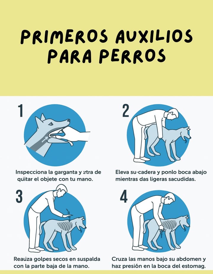 Primeros Auxilios para Perros  

Cuando un perro se atraganta, actuar con rapidez y calma puede salvar su vida. La maniobra de Heimlich adaptada para perros es sencilla y efectiva:

1 Inspección inicial: Abre suavemente la boca del perro e inspecciona su garganta para intentar retirar con cuidado el objeto que le impide respirar.

2 Posición segura: Eleva sus caderas y colócalo con la cabeza hacia abajo para ayudar a que el objeto se desplace, realizando ligeras sacudidas.

3 Golpes en la espalda: Con la base de la mano, da golpes secos y firmes entre los omóplatos para facilitar la expulsión del objeto.

4 Presión abdominal: Si el objeto no sale, coloca tus manos cruzadas bajo su abdomen y ejerce presión hacia adentro y hacia arriba en la zona del estómago.

Esta técnica, realizada con cuidado, puede ser decisiva para liberar las vías respiratorias y salvar a tu compañero peludo en una emergencia.