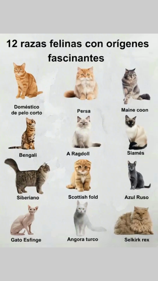 Desde los templos del antiguo Egipto hasta los hogares modernos, los gatos han sido símbolo de elegancia, misticismo y conexión con el ser humano. Con más de 70 razas reconocidas, cada una cuenta una historia única marcada por culturas, climas y civilizaciones. 15 razas felinas con orígenes fascinantes Doméstico de Pelo Corto Europa y Asia Hijo del gato salvaje africano y europeo. Persa Irán Glamour y nobleza desde el siglo XVI. Maine Coon EE. UU. Gigante gentil surgido en Maine, siglo XIX. Bengalí EE. UU. Belleza salvaje con alma doméstica. Ragdoll EE. UU. Dulzura californiana de los años 60. Siamés Tailandia Elegancia milenaria de las cortes reales. Siberiano Rusia Fortaleza y ternura del corazón siberiano. Scottish Fold Escocia Orejitas dobladas, historia escocesa. Azul Ruso Rusia Misterio y distinción desde el siglo XIX. Esfinge Canadá Sin pelo, pero con gran personalidad. Angora Turco Turquía Belleza ancestral de Anatolia. Selkirk Rex EE. UU. Rizos únicos desde Montana. Pelo Largo Europeo Europa y Asia Elegancia heredada del gato salvaje. Pelo Corto Europeo Europa y Asia Nobleza en su forma más simple. Oriental Asia Estilo exótico del siglo XIX. Cada raza es un viaje por la historia y la cultura del mundo. Belleza, carácter y linaje felino en su máxima expresión.