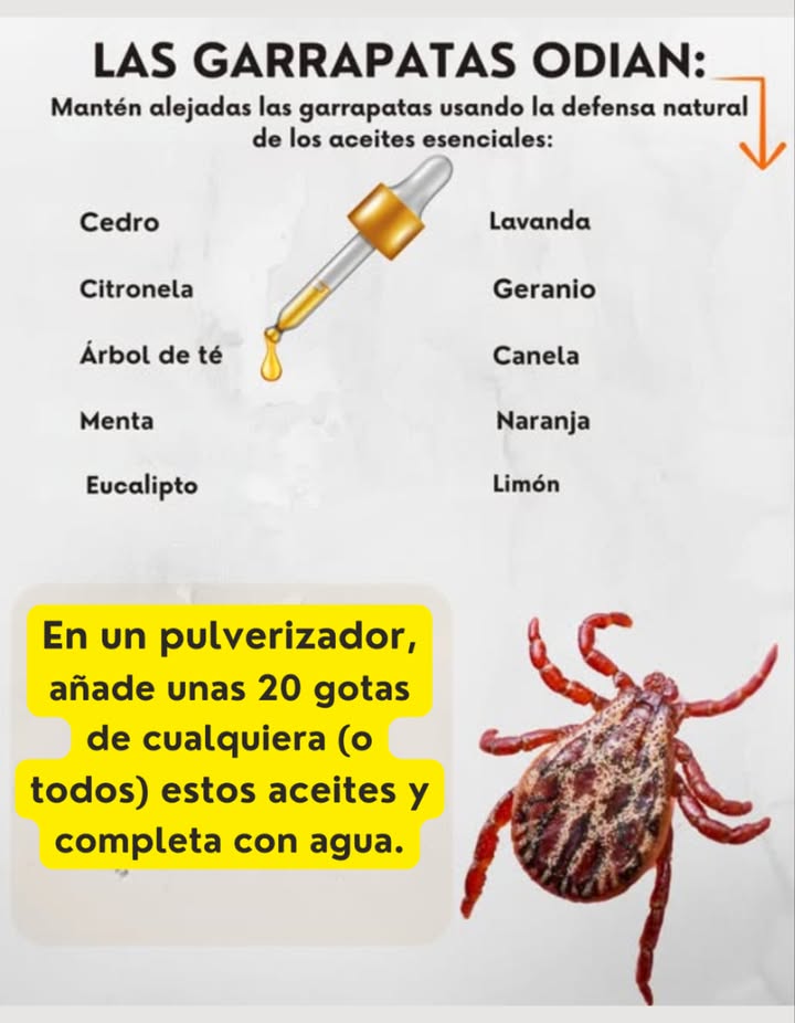 Las garrapatas odian esto! 
Mantén las garrapatas lejos con la defensa natural de los aceites esenciales:
 Cedro
 Citronela
 Árbol del té
 Menta
 Eucalipto
 Lavanda
 Geranio
 Canela
 Naranja
 Limón
林 Spray natural anti-garrapatas
En un pulverizador:
 Añade 20 gotas de tus aceites esenciales preferidos
 Completa con agua
 Agita y aplica sobre ropa, mascotas con precaución o utensilios de jardín
 Sin químicos. Sin picaduras. Protección vegetal
