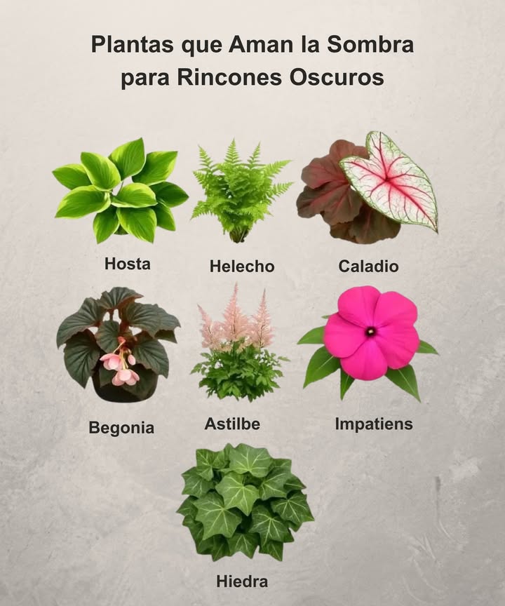 Plantas que Aman la Sombra
Perfectas para llenar de vida los rincones más oscuros del hogar o el jardín.

 Hosta  Follaje decorativo que aporta textura y frescura.
 Helecho  Ideal para interiores húmedos y zonas sombreadas.
 Caladio  Hojas coloridas que iluminan cualquier espacio.
 Begonia  Florece incluso con poca luz, muy resistente.
 Astilbe  Produce espigas florales delicadas y elegantes.
 Impatiens  Aporta color constante durante toda la temporada.
 Hiedra  Trepadora fácil de cuidar que purifica el aire.

 Crea un rincón verde y acogedor aprovechando la magia de la sombra.