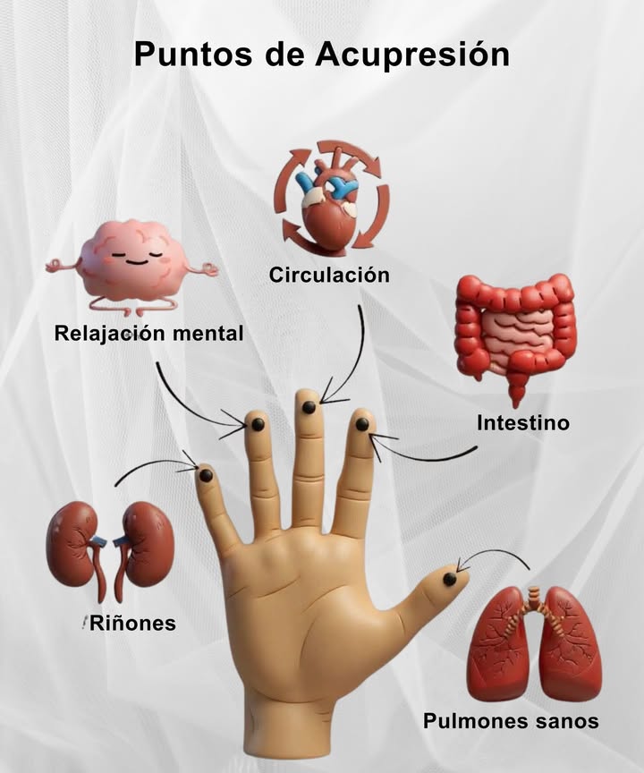 Puntos de acupresión para bienestar diario

Presionar suavemente estos puntos en los dedos ayuda a activar rutas energéticas que favorecen la relajación mental, la circulación, el buen funcionamiento del intestino, el equilibrio de los riñones y la armonía de unos pulmones sanos.

Un gesto simple que aporta calma, ligereza y vitalidad en pocos minutos.