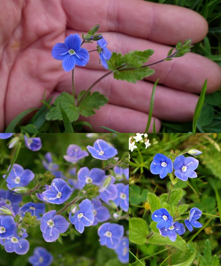 El poder oculto de la verónica de Germander Veronica chamaedrys

Entre las pequeñas flores azules que iluminan los prados, la verónica de montaña guarda un tesoro silencioso: energía purificadora, suavidad curativa y una larga tradición como tónico natural para pulmones, digestión, piel y nervios. Una planta sencilla, humilde y poderosa.

 Poderosos beneficios de la verónica germander

Limpiador pulmonar natural
Su infusión suaviza la tos, afloja mucosidad y alivia bronquitis, asma y resfriados persistentes.

Favorece la digestión
Actúa como tónico amargo tradicional: reduce hinchazón, reaviva el apetito y calma el estómago.

Desintoxicación de hígado y sangre
Suavemente depurativa, favorece el equilibrio metabólico y mejora la claridad de la piel.

Acción antiinflamatoria
Sus flavonoides e iridoides reducen molestias articulares e irritaciones internas y externas.

Relajante natural del sistema nervioso
Un nervino suave que calma inquietud, ansiedad ligera e insomnio sin causar somnolencia.

Promueve una piel sana
En uso tópico ayuda con eccema, acné, erupciones y heridas gracias a su acción astringente y antimicrobiana.

Soporte urinario y renal
Diurética suave que ayuda a eliminar toxinas y mantener el equilibrio del tracto urinario.

Cuidado de garganta y boca
Las gárgaras con infusión fría reducen inflamación y limpian la zona de manera natural.

Favorece el corazón y la circulación
Apoya una circulación saludable y contribuye a reducir la inflamación general.

Refuerzo inmunitario
Sus antioxidantes fortalecen las defensas y ayudan al cuerpo a enfrentar infecciones.

 Usos caseros de la verónica germander

1. Infusión depurativa
12 cdtas de planta seca  1 taza de agua caliente.
Reposar 1015 min.
Hasta 2 tazas al día.
Ideal para pulmones, nervios y digestión.

2. Decocción para hígado y riñones
2 cdas de hierba seca  2 tazas de agua.
Hervir a fuego lento 10 min.
Tomar mañana y noche durante una semana.

3. Tintura reconstituyente
Frasco a la mitad con hierba  alcohol al 40%.
Reposar 34 semanas.
Dosis: 1520 gotas 12 veces al día.

4. Compresa curativa para la piel
Infusión fuerte, dejar enfriar y aplicar 1015 min.
Ideal para eccema, acné o irritaciones.

5. Enjuague bucal y gárgaras
Infusión fría, 30 segundos, dos veces al día.
Alivia garganta y encías sensibles.

6. Polvo de hierbas para usos múltiples
 cdta en batidos, mezclado con miel para garganta, o aplicado en cortes menores.

7. Baño herbal relajante
Hervir 23 puñados en 2 litros de agua.
Agregar al baño y remojar 20 min.
Relaja, suaviza y purifica.

 Precauciones
Uso moderado.
Evitar en embarazo y lactancia.
Consultar en caso de problemas renales.
Comenzar con dosis pequeñas.

La verónica chamaedrys, discreta pero poderosa, recuerda que la naturaleza guarda su fuerza en lo sencillo: una flor azul que limpia, calma y restaura con suavidad.