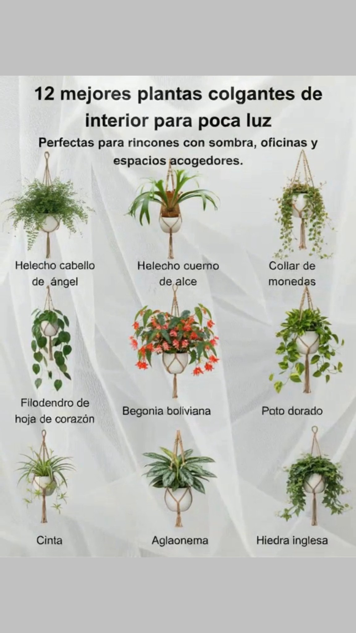 Helecho cabello de doncella  Follaje fino y elegante, fácil de cuidar.
 Helecho cuerno de alce  Hojas en forma de asta para un toque tropical y llamativo.
 Collar de monedas  Pequeñas hojas redondas y brillantes con el envés rosado-cobrizo.
 Filodendro de hoja de corazón  Enredadera tropical de rápido crecimiento con hojas brillantes en forma de corazón.
 Begonia boliviana  Amante de la sombra, con flores colgantes y coloridas.
 Potus dorado  Enredadera fácil de cuidar, hojas verdes o variegadas, purificadora de aire.
 Cinta o mala madre  Hojas arqueadas y listadas con plántulas colgantes.
 Helecho gallinas y polluelos  Frondas suaves y arqueadas con textura fina.
 Aglaonema  Hojas anchas y variegadas, verdes y brillantes todo el año.
 Hiedra inglesa  Follaje colgante clásico, disponible en muchas variedades variegadas.
 Enredadera punta de flecha  Hojas brillantes en forma de flecha, a menudo variegadas o con tonos rosados.
 Peperomia sandía  Mata compacta con hojas rayadas que recuerdan a la corteza de la sandía.