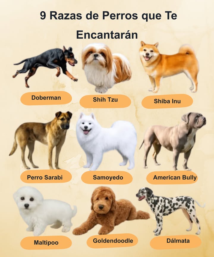 9 Razas de Perros que Te Encantarán   

1. Dobermann  El Valiente Guardián  
Reconocidos por su lealtad, inteligencia y su instinto protector, los Dobermann son excelentes tanto como perros guardianes como compañeros familiares.  
2. Shih Tzu  El Perro de Compañía Elegante  
Con sus lujosos pelajes y encantadoras personalidades, los Shih Tzus son los compañeros ideales para aquellos que viven en apartamentos.  
3. Shiba Inu  El Espíritu Libre  
Estos perros que se parecen a zorros son seguros de sí mismos, audaces y llenos de carácter. Adoran la aventura, pero también valoran su independencia.  
4. Perro Sarabi  El Fuerte Protector  
Una raza poco común pero poderosa, los perros Sarabi son robustos, valientes y extremadamente leales a sus familias.  
5. Samoyedo  La Esponjosa Bola de Felicidad  
Famosos por su “sonrisa Sammy”, los Samoyedos son amigables, juguetones y muy esponjosos, lo que los convierte en mascotas familiares ideales.  
6. American Bully  El Gentil Musculoso  
A pesar de su imponente físico, los American Bullies son cariñosos, amables y disfrutan de la compañía humana.  
7. Maltipoo  El Pequeño Adorable  
Una mezcla entre Maltés y Poodle, los Maltipoos son irresistibles, abrazables e hipoalergénicos, perfectos para quienes buscan un perro que no suelte pelo.  
8. Goldendoodle  El Juguetón Osito  
Un cruce entre un Golden Retriever y un Poodle, los Goldendoodles son inteligentes, amigables y se llevan genial con los niños.  
9. Dálmata  La Estrella de las Manchas  
Conocidos por sus distintivas manchas, los Dálmatas son enérgicos, inteligentes y disfrutan de las actividades al aire libre.  

 Desde valientes protectores hasta adorables bolas de peluche, hay un perro ideal para cada corazón.