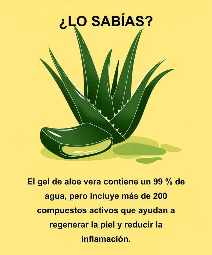 Lo sabías? El gel de aloe vera contiene un 99% de agua, pero alberga más de 200 compuestos activos que ayudan a regenerar la piel, calmar la inflamación y favorecer la digestión. Es uno de los remedios naturales más antiguos refrescante, calmante y profundamente poderoso. #AloeVera #SaludDeLaPiel #RemediosNaturales