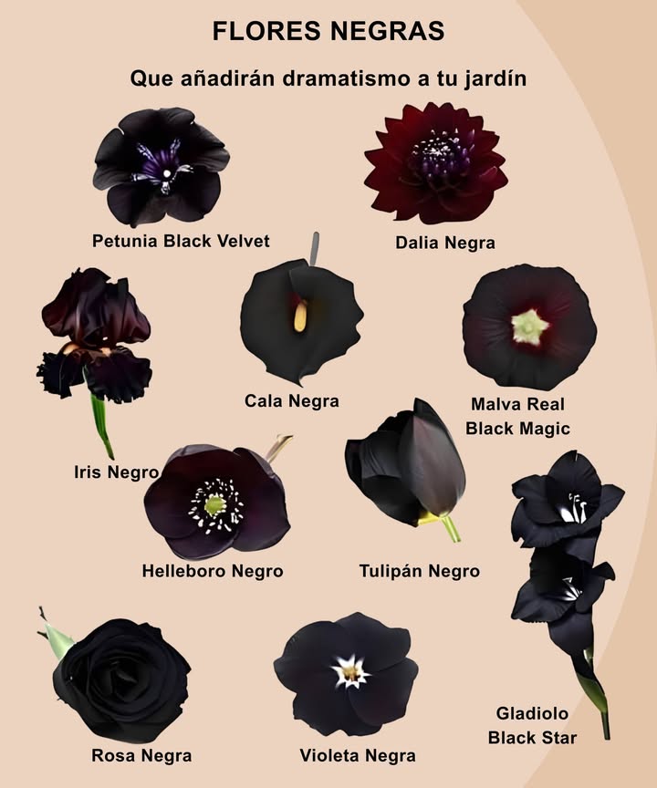 Flores negras que aportan un toque dramático al jardín Petunia Black Velvet anual, flores aterciopeladas y profundas Dalia negra floración veraniega, Zonas 811 Iris negro pétalos llamativos, Zonas 49 Cala negra curvas elegantes, Zonas 810 Malvarrosa Black Magic espigas altas, Zonas 39 Helleboro negro floración invernal, Zonas 49 Tulipán negro clásico de primavera, Zonas 38 Gladiolo Black Star alto y oscuro, Zonas 710 Rosa negra variedades híbridas, Zonas 59 Viola negra pétalos pequeños casi negros, Zonas 39 Consejo: Los tonos intensos destacan mejor a pleno sol y en suelos ricos.