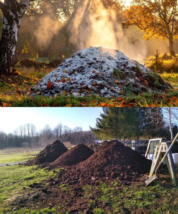 Compost como tierra negra: aceléralo con harina Un truco sencillo y natural para obtener compost maduro más rápido: añadir harina de trigo o centeno. Por qué funciona: La harina alimenta a los microorganismos beneficiosos, activando su trabajo y acelerando la descomposición y fermentación. 華 Cómo usarla: Espolvorea capas finas de harina al formar la pila de compost. No abuses: demasiado puede alterar el equilibrio del compost. Mezcla la harina con Trichoderma antes de usarla para evitar microorganismos dañinos. Ventajas: Compost más rápido y homogéneo Mejor estructura y riqueza del suelo Fertilizante orgánico seguro para huertos y jardines Un pequeño gesto que transforma tus residuos en tierra negra fértil y llena de vida.