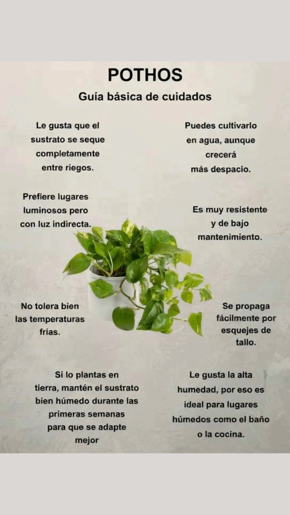 Fácil, resistente y siempre decorativo:

華 Se multiplica rápido con simples esquejes de tallo
 Vive en agua o en tierra, aunque en tierra crecerá mejor
 Ama la luz indirecta y los rincones luminosos
 No soporta bien las corrientes frías

 En maceta, mantén el sustrato húmedo al principio
直 Entre riegos, deja que la tierra se seque por completo
 Disfruta la humedad, perfecto para baño o cocina
 Aguanta descuidos y sigue creciendo fuerte

 Un purificador natural que se adapta a todo. El pothos es el toque verde infalible para tu hogar.
