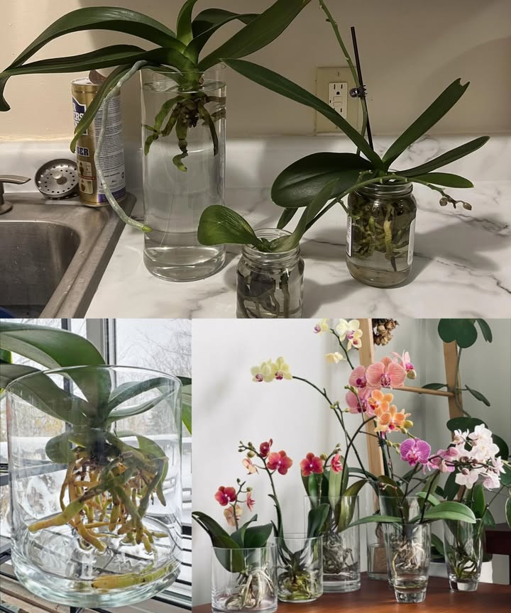 Cultivar orquídeas en agua: belleza y originalidad 

Las orquídeas son plantas de interior elegantes y delicadas. El cultivo en hidroponía permite admirar sus raíces y sus flores mientras se evita la pudrición radicular.

 Hidroponía de orquídeas
 Alterna 2 días de inmersión en agua y 5 días de secado
 Ideal para orquídeas con raíces frágiles o para plantas dañadas que necesitan volver a florecer
 Reproduce el modo de crecimiento natural de la planta en estado silvestre

 Recipiente ideal
 Jarrón grande de vidrio o plástico transparente
 Forma redondeada y cuello estrecho para mantener el tallo firme
 Evita materiales que dejen depósitos calcáreos

 Preparación de la planta
 Retira tierra, musgo o restos del sustrato
 Limpia las raíces y corta partes dañadas con tijeras esterilizadas
 Desinfecta con agua oxigenada y espolvorea canela
 Coloca bolas de arcilla en el fondo para evitar pudrición

 Agua para hidroponía
 Usa agua sin cal: mineral o agua de lluvia reposada
 Cambia el agua cada semana para mantener la planta sana

 Cuidados y floración
 Luz media e indirecta
 Temperatura nocturna cerca de 8 C para estimular la floración
 Observa el desarrollo de las raíces durante la floración, un toque decorativo único

 La hidroponía convierte a las orquídeas en un cuadro vivo, mostrando raíces y flores en un jarrón elegante, con un cuidado simple y eficaz.
