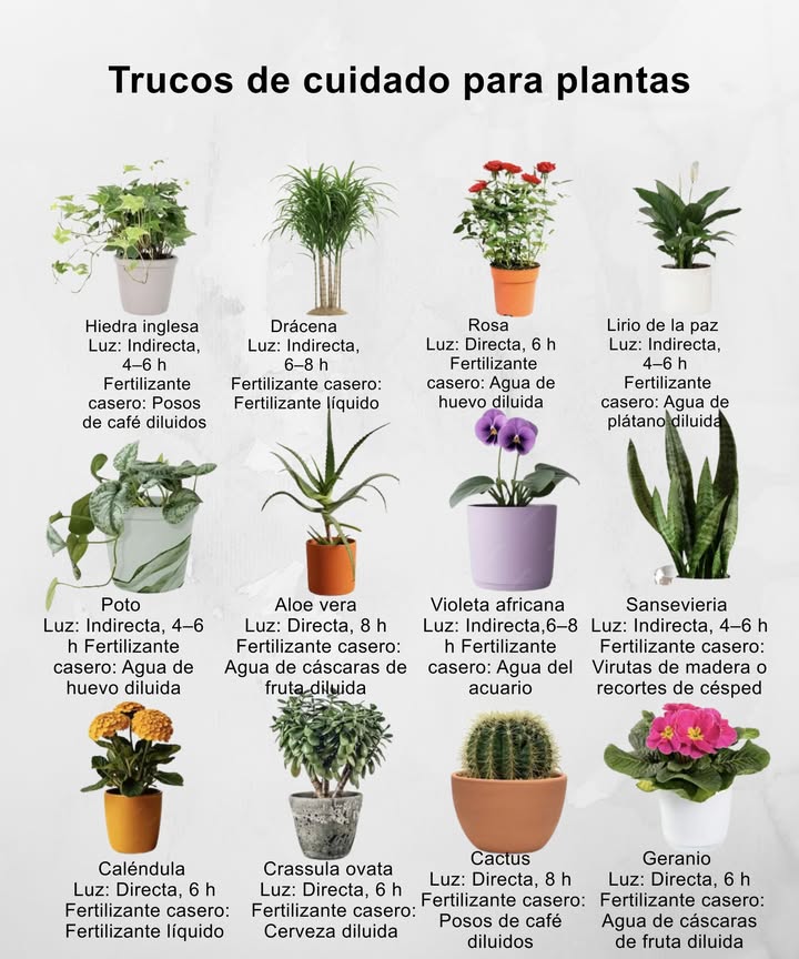 Trucos de cuidado para plantas

 Hiedra inglesa  luz indirecta 46 h; posos de café diluidos
 Drácena  luz indirecta 68 h; fertilizante líquido
 Rosa  luz directa 6 h; agua de huevo diluida
 Lirio de la paz  luz indirecta 46 h; agua de plátano diluida
 Poto  luz indirecta 46 h; agua de huevo diluida
 Aloe vera  luz directa 8 h; agua de cáscaras de fruta diluida
 Violeta africana  luz indirecta 68 h; agua del acuario
 Sansevieria  luz indirecta 46 h; virutas de madera o recortes de césped
 Caléndula  luz directa 6 h; fertilizante líquido
 Crassula ovata  luz directa 6 h; cerveza diluida
 Cactus  luz directa 8 h; posos de café diluidos
 Geranio  luz directa 6 h; agua de cáscaras de fruta diluida